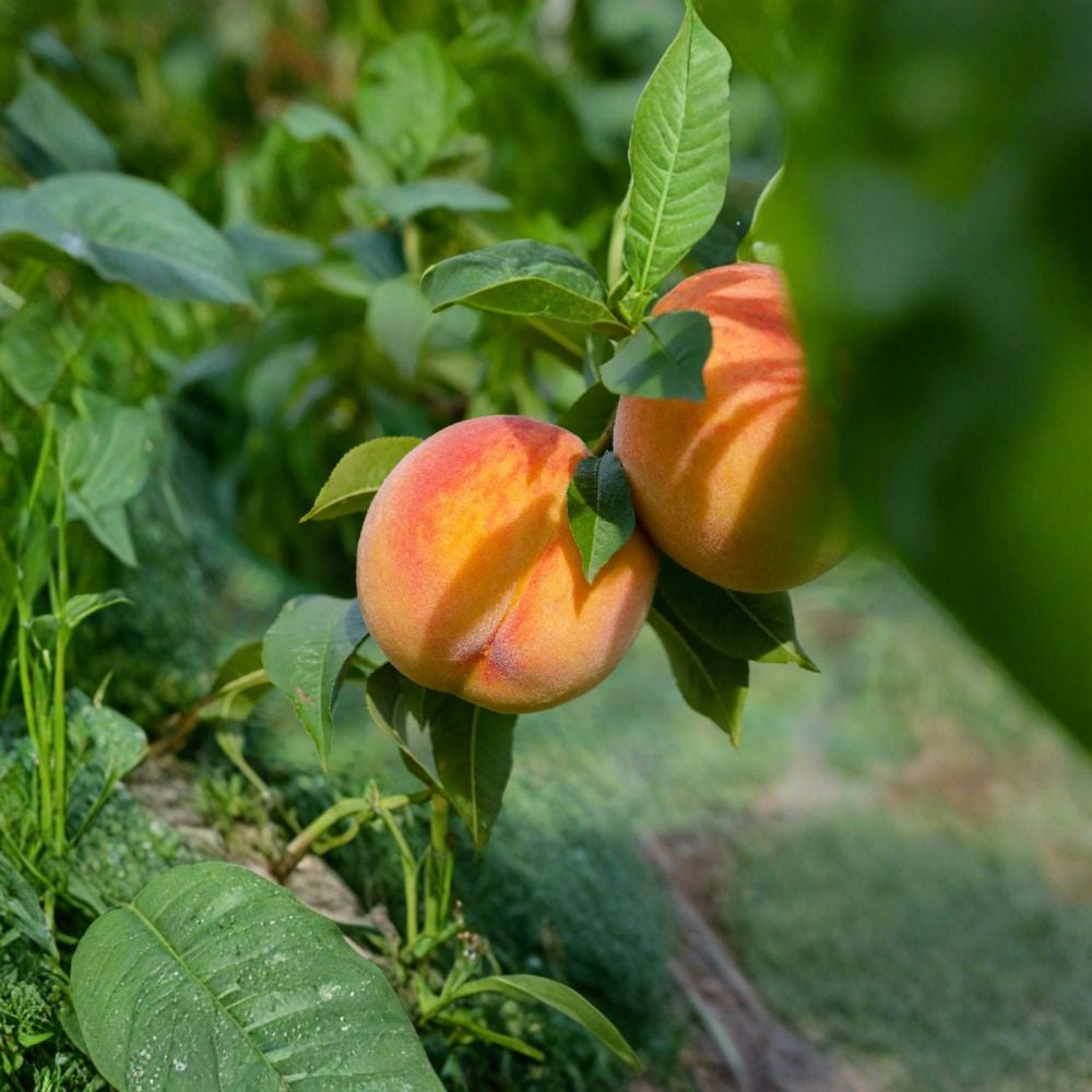 Peach ‘Red Baron’ – Double Blooming Freestone Peach Live Fruit Tree | 2–3 Feet Tall | Includes 3 Gallon Pot Showy Red Blossoms | Sweet Yellow Freestone | Self-Fruitful