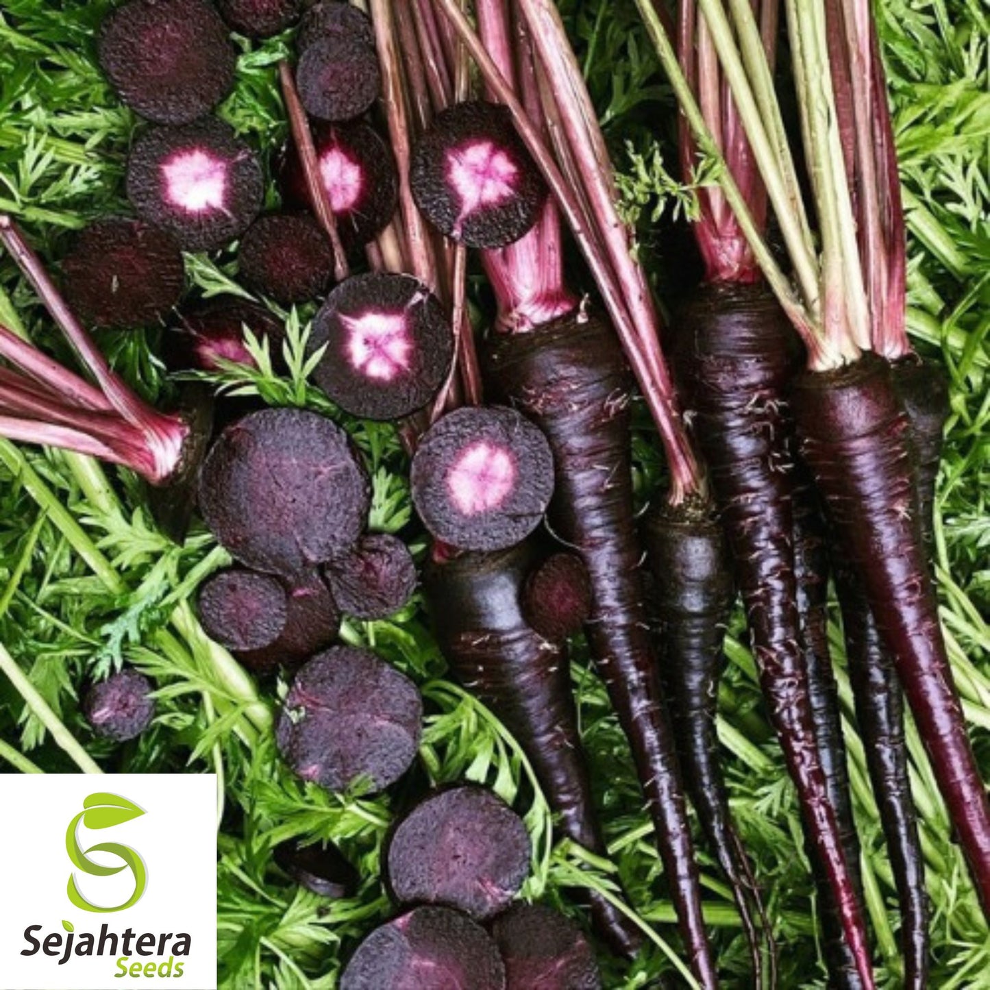 Black Nebula Carrot Seeds - 100+ Heirloom, Organic, Non-GMO & Rare