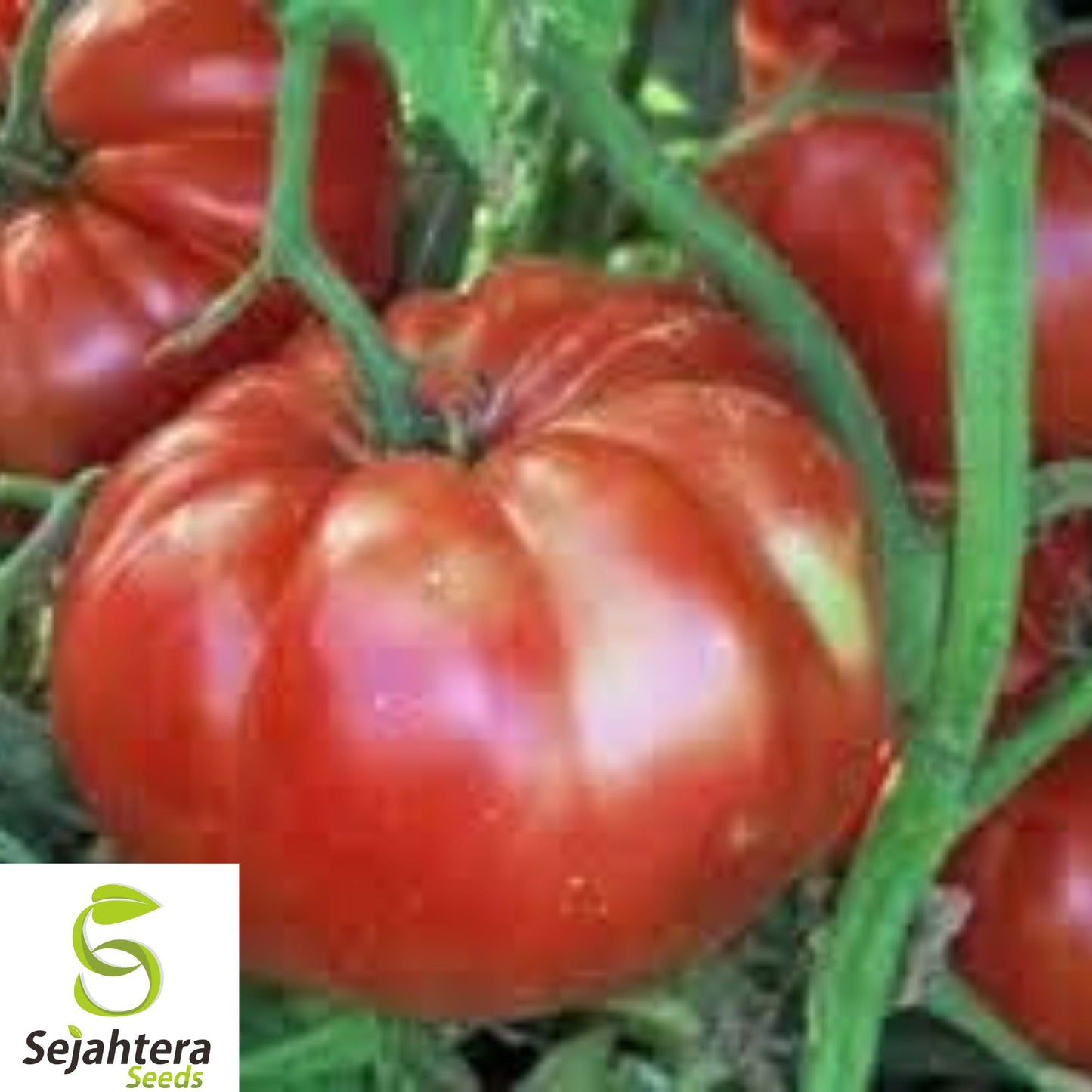 30+ German Giant Tomato Seeds - Heirloom, Organic, Non-GMO, Huge & Juicy Variety