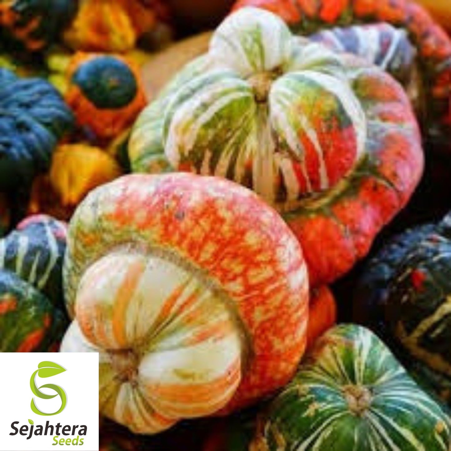 Turk's Turban Pumpkin Gourd Seeds - 10+ Heirloom, Organic, Non-GMO & Rare