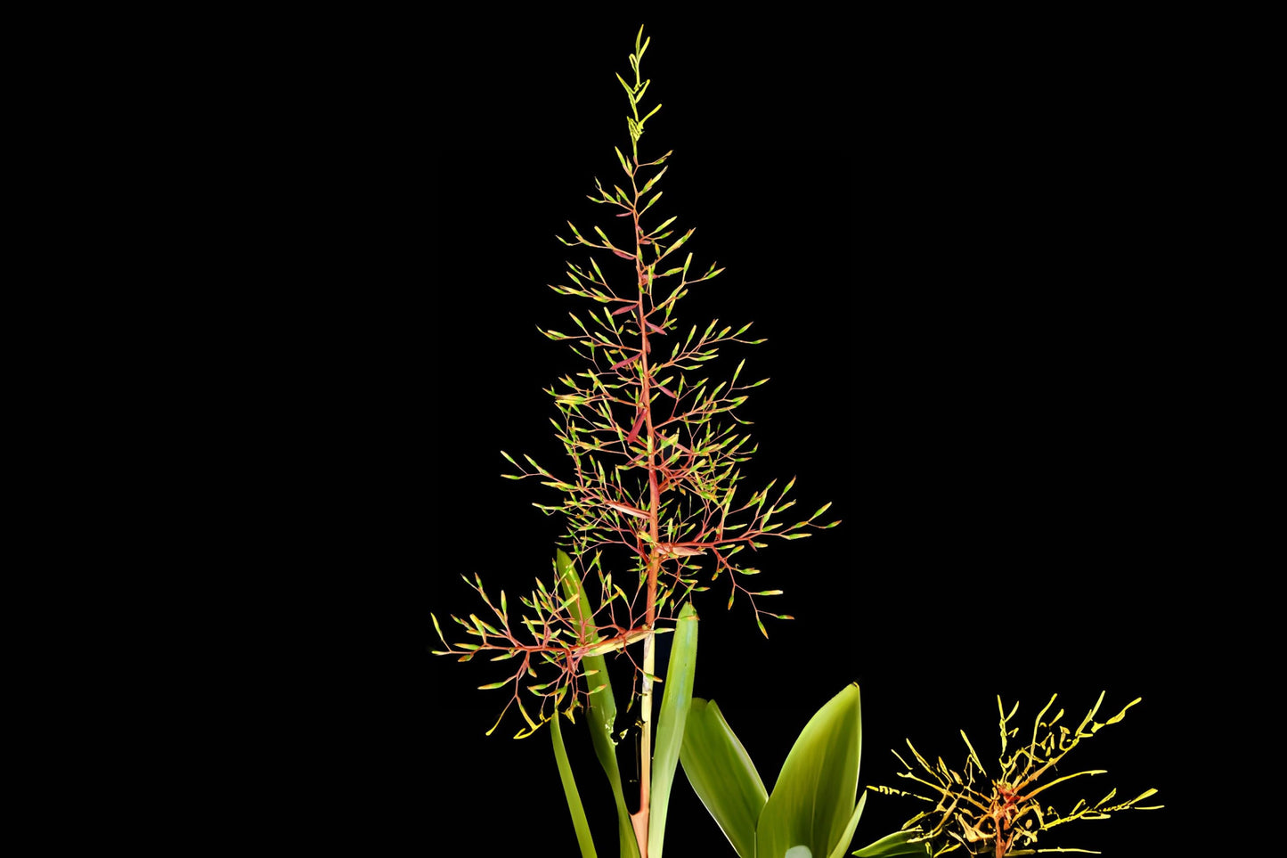 Aechmea Yellow Berries Plant - 9" Pot - Tropical Bromeliad - Aechmea 'Yellow Berries' - Vibrant Indoor/Outdoor Foliage