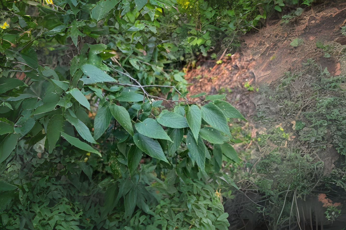 Common Hackberry (Celtis occidentalis Europe)