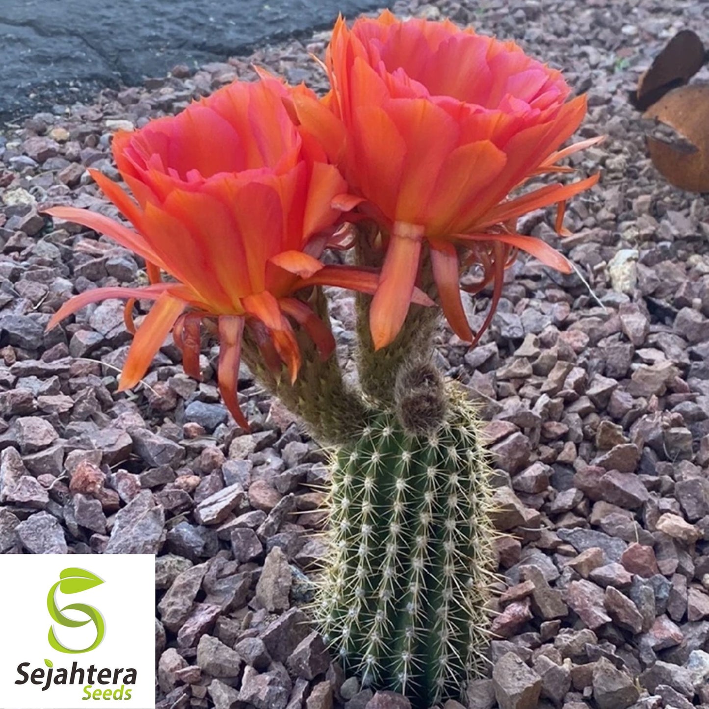 Red Torch Cactus Seeds {Bolivicereus s.} Showy | Houseplant