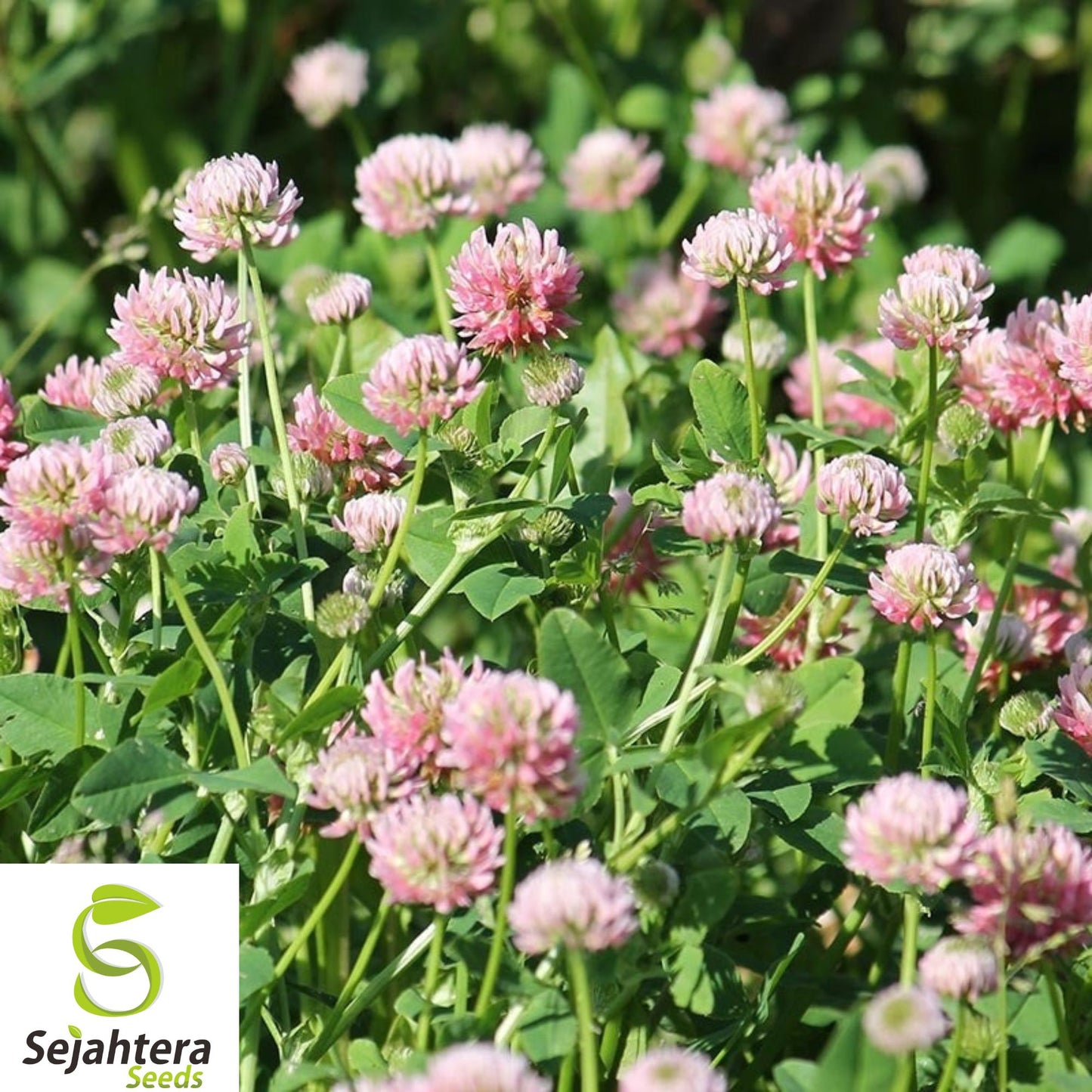 3,500+ Alsike Pink Clover Seeds - Medicinal Herb, Pollinator, Bulk