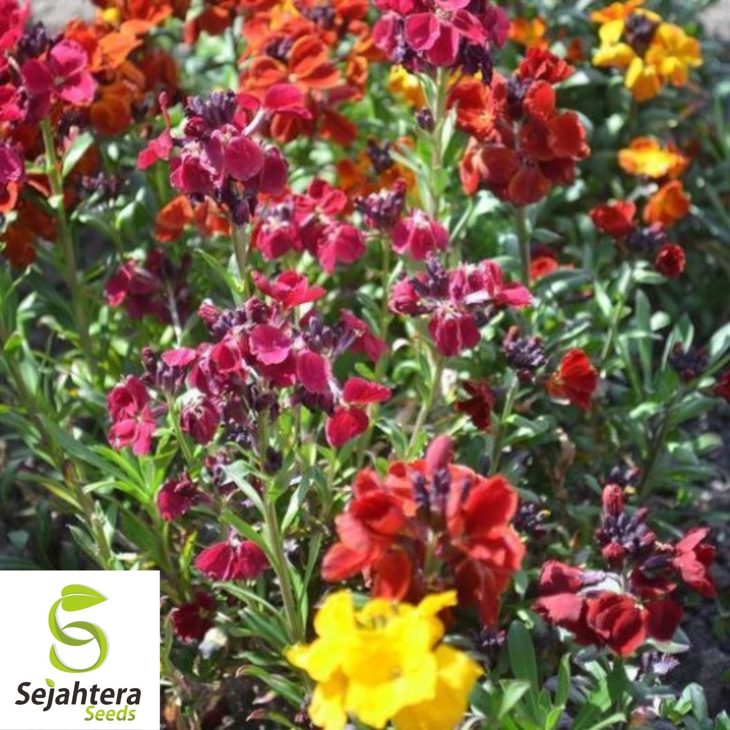 150+ English Wallflower Seeds - Cheiranthus Cheiri, Vibrant Blooms, Non-GMO