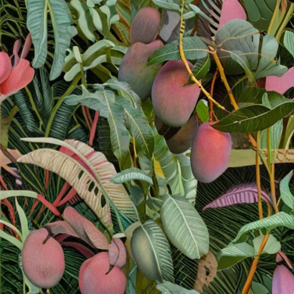 Irwin Mango Tree – Mangifera indica Grafted Live Tree | 2–4 Feet Tall | Florida Variety Lippens × Haden Hybrid | Sweet Red Mango | No Ship to CA, TX, AK, AZ, NM