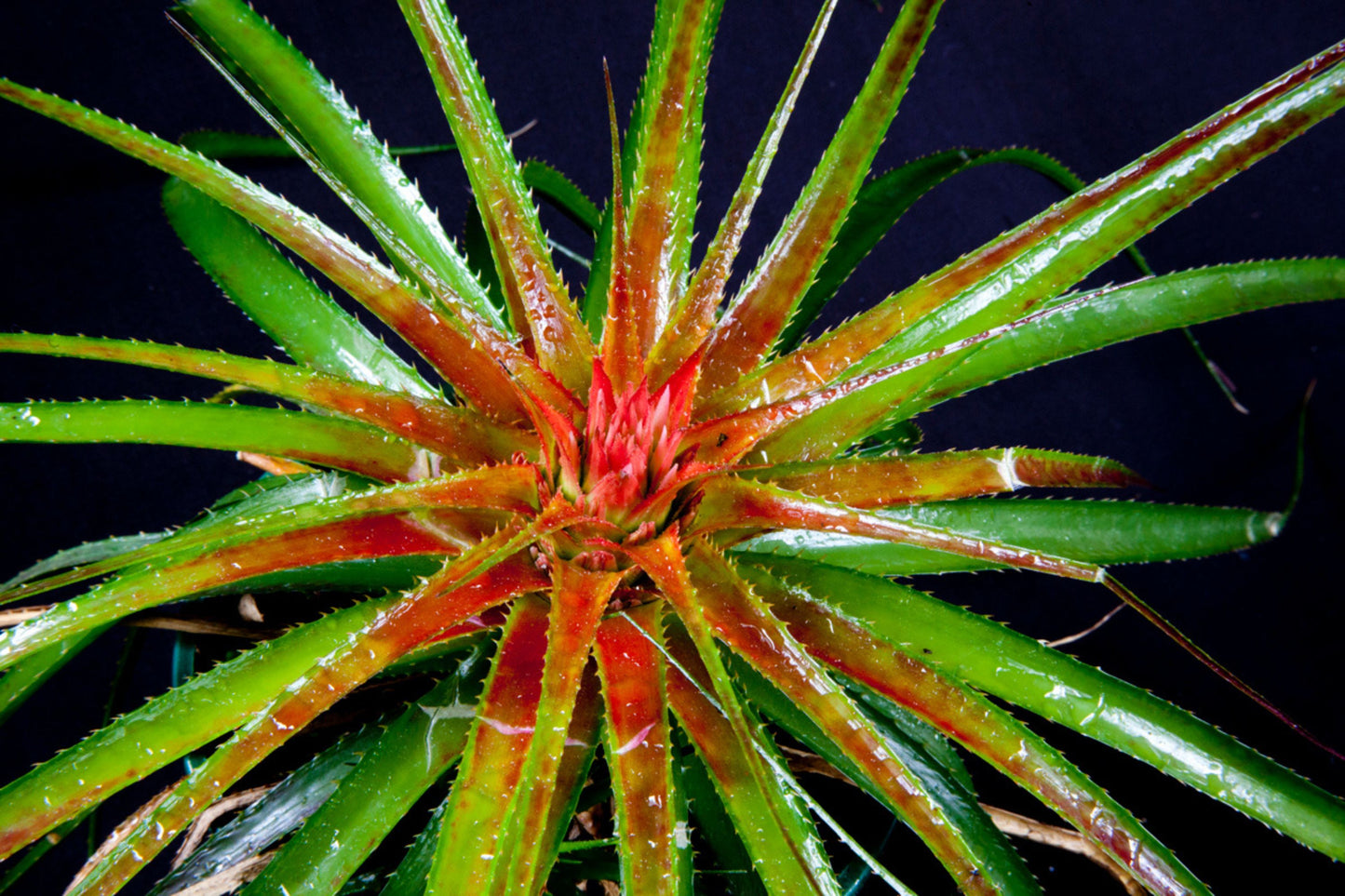 Bromeliad Orthophytum Navioides 5" Pot - Bright Red Foliage, Thin-Leaved, Symmetrical Plant - Orthophytum Navioides