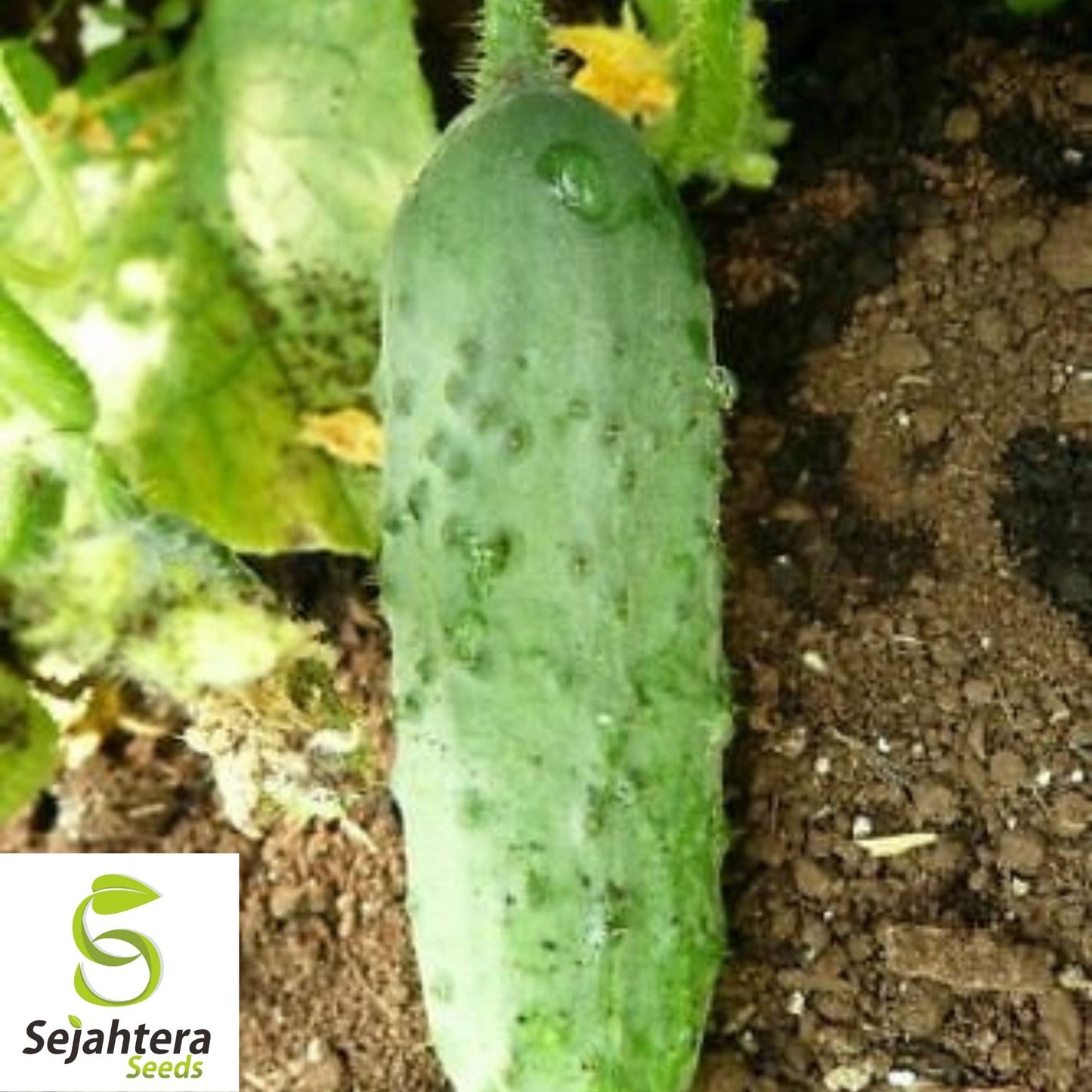 Calypso Cucumber Seeds 50+ | NON-GMO Vegetable Garden Pickling Variety USA