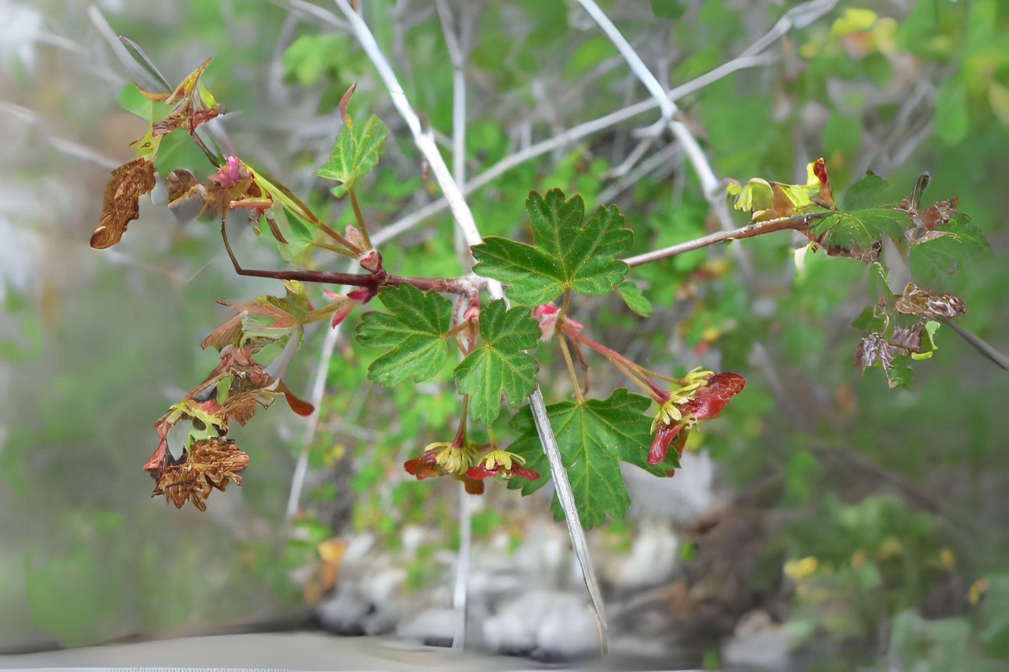 Douglas Maple Rocky Mountain Maple (Acer glabrum)