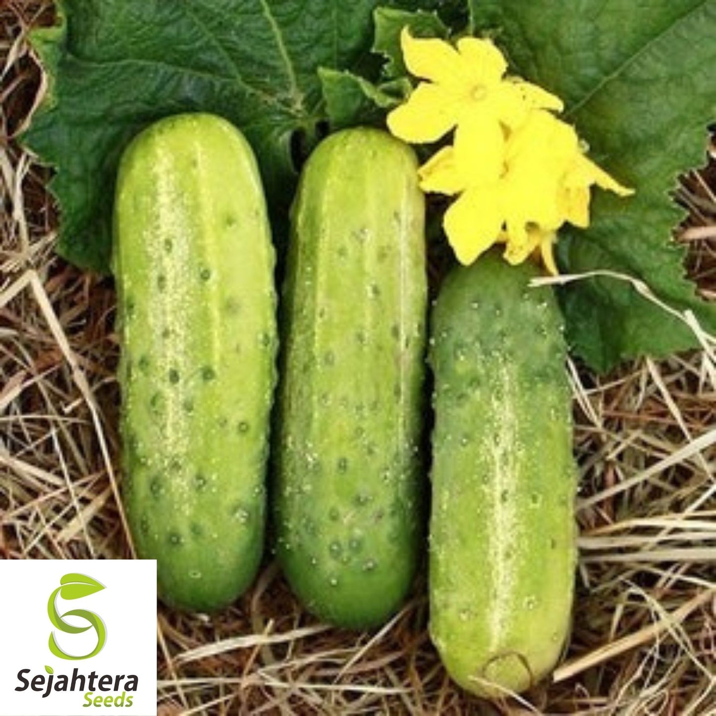 Calypso Cucumber Seeds 50+ | NON-GMO Vegetable Garden Pickling Variety USA