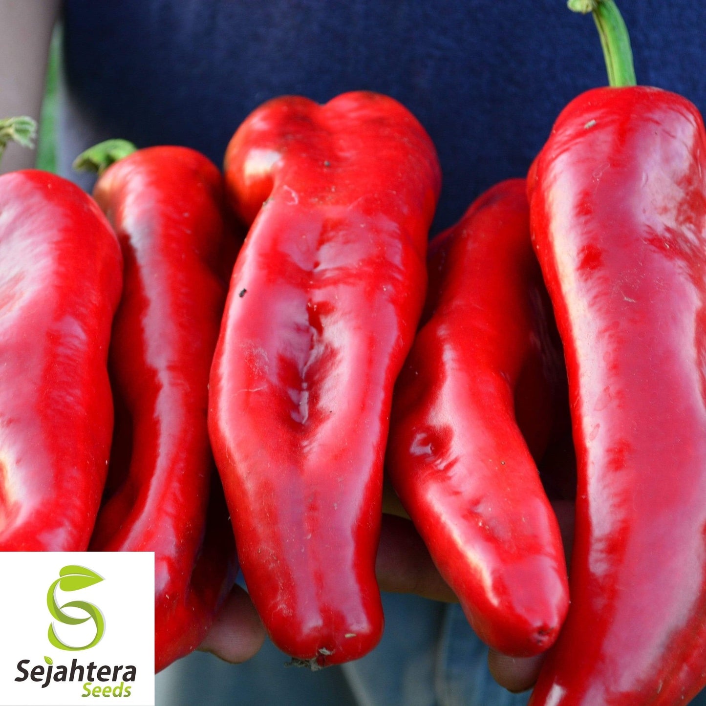 Red Marconi Sweet Pepper Seeds 50+ | NON-GMO Vegetable Garden USA