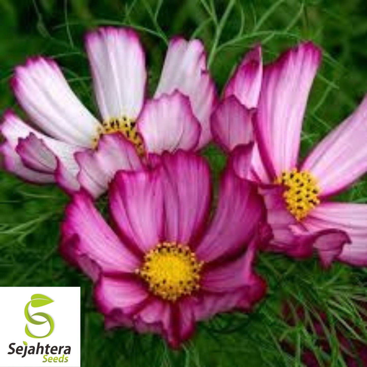 100 Cosmos Candystripe Seeds - Non-GMO, Vibrant Flowers for Gardens & Bouquets