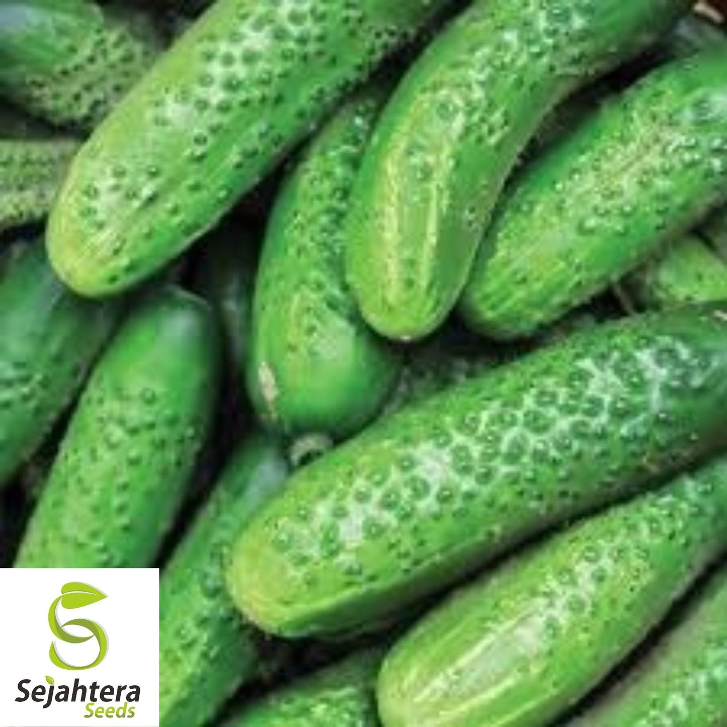 Calypso Cucumber Seeds 50+ | NON-GMO Vegetable Garden Pickling Variety USA