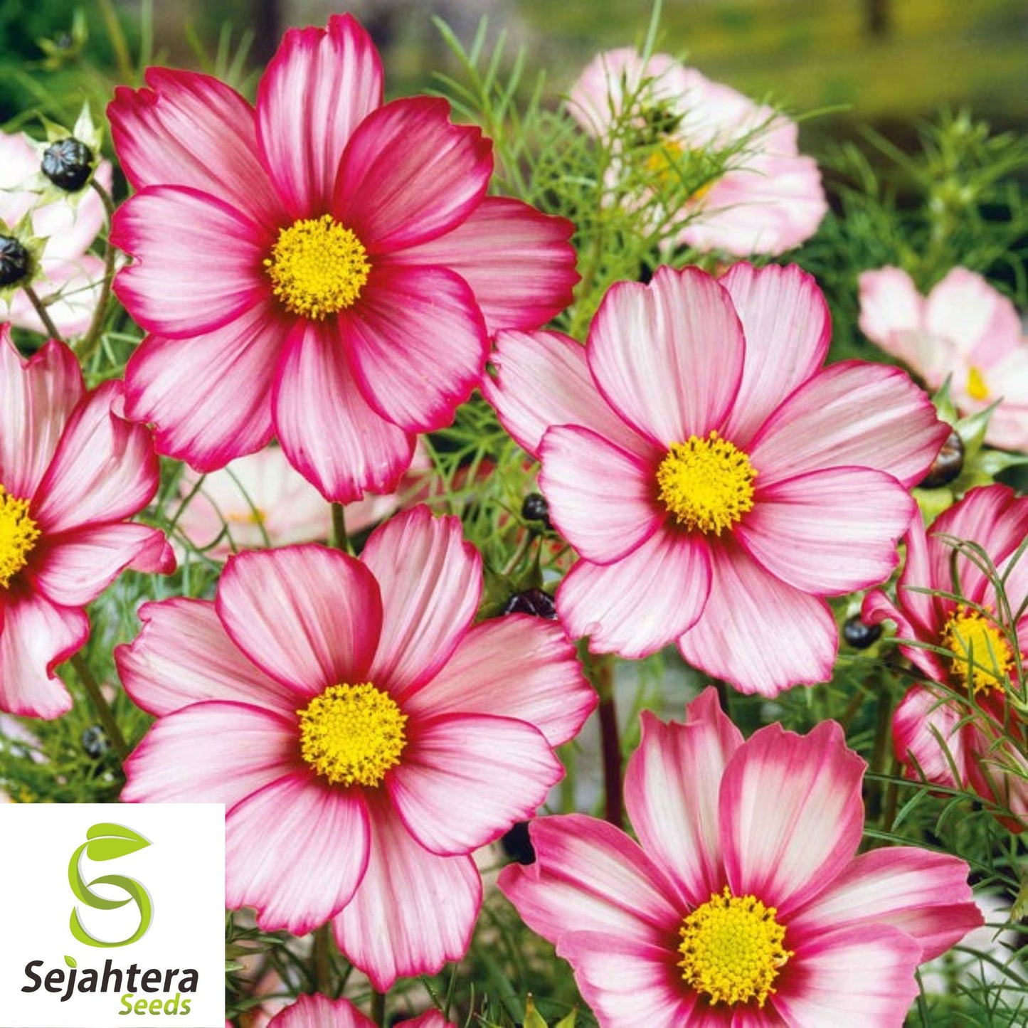 100 Cosmos Candystripe Seeds - Non-GMO, Vibrant Flowers for Gardens & Bouquets