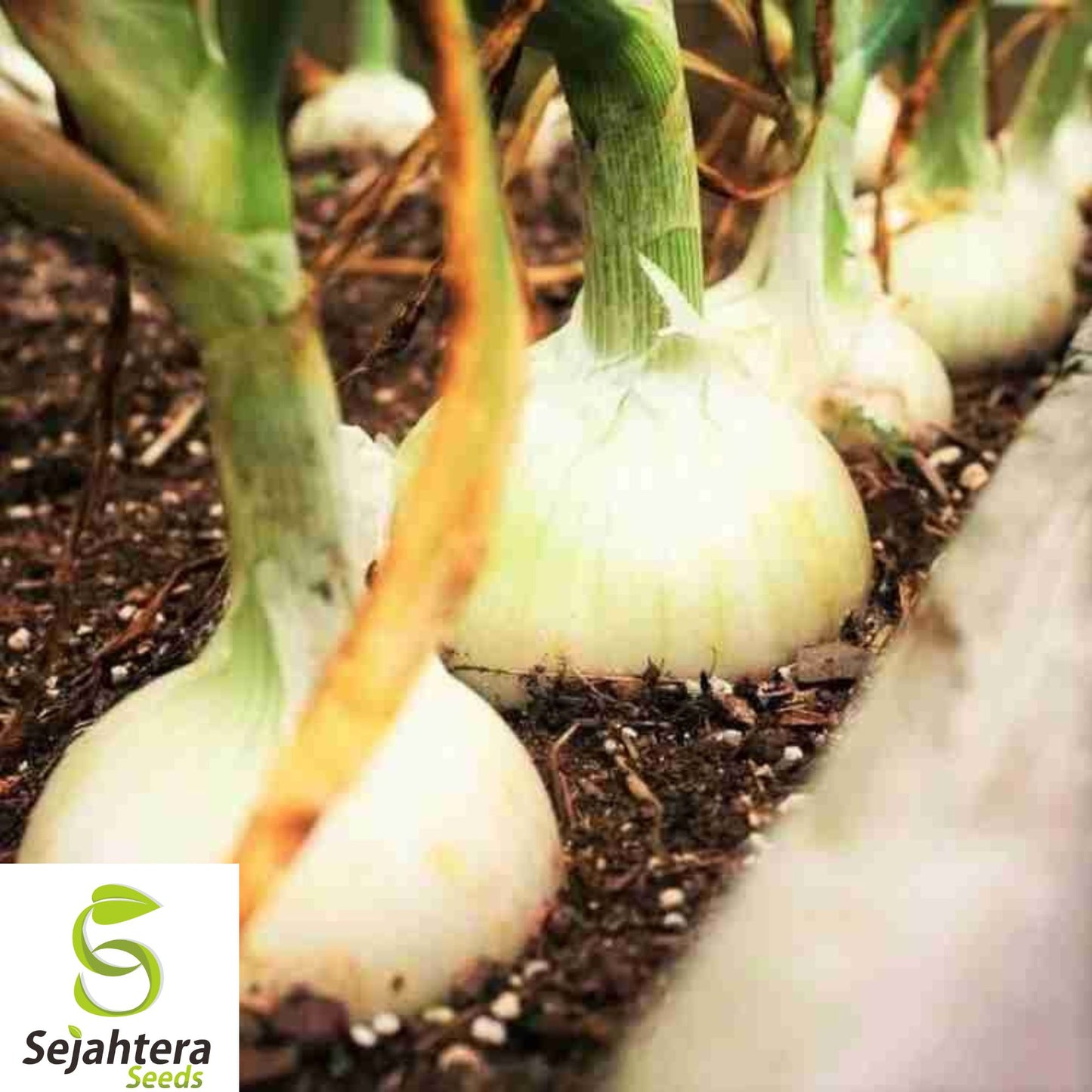 Cipollini Onion Seeds - 200+ Heirloom, Organic, Non-GMO, Sweet & Flavorful