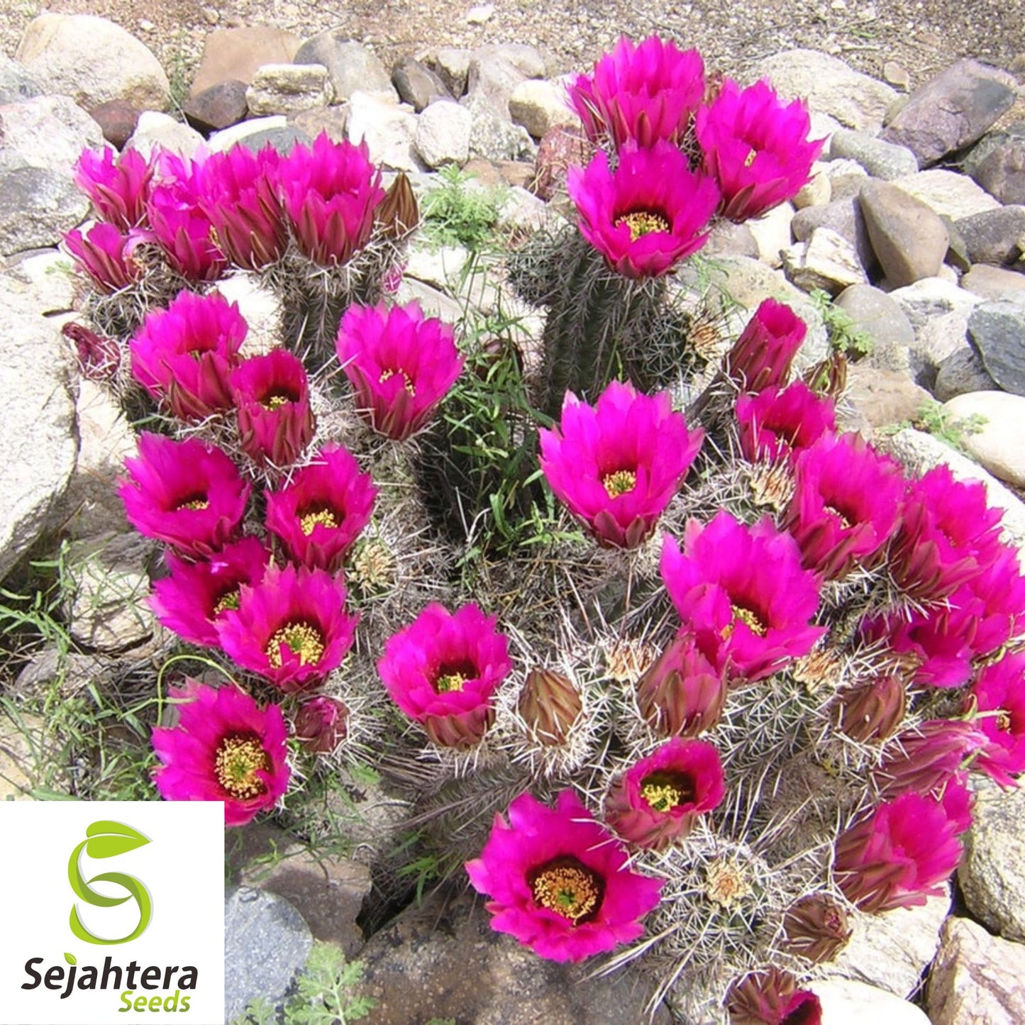 Strawberry Cactus Seeds {Echinocereus s.} Vibrant Blooms 25+ Seeds