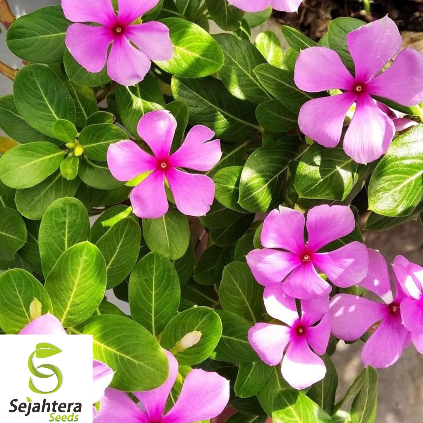 100+ Dwarf Pink Periwinkle Seeds - Vinca Rosea, Ground Cover, Hardy & Vibrant