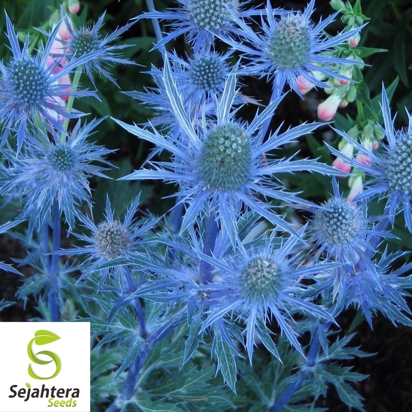 Blue Star Sea Holly Seeds {Eryngium Planum} 25+ Seeds | Florist Choice!