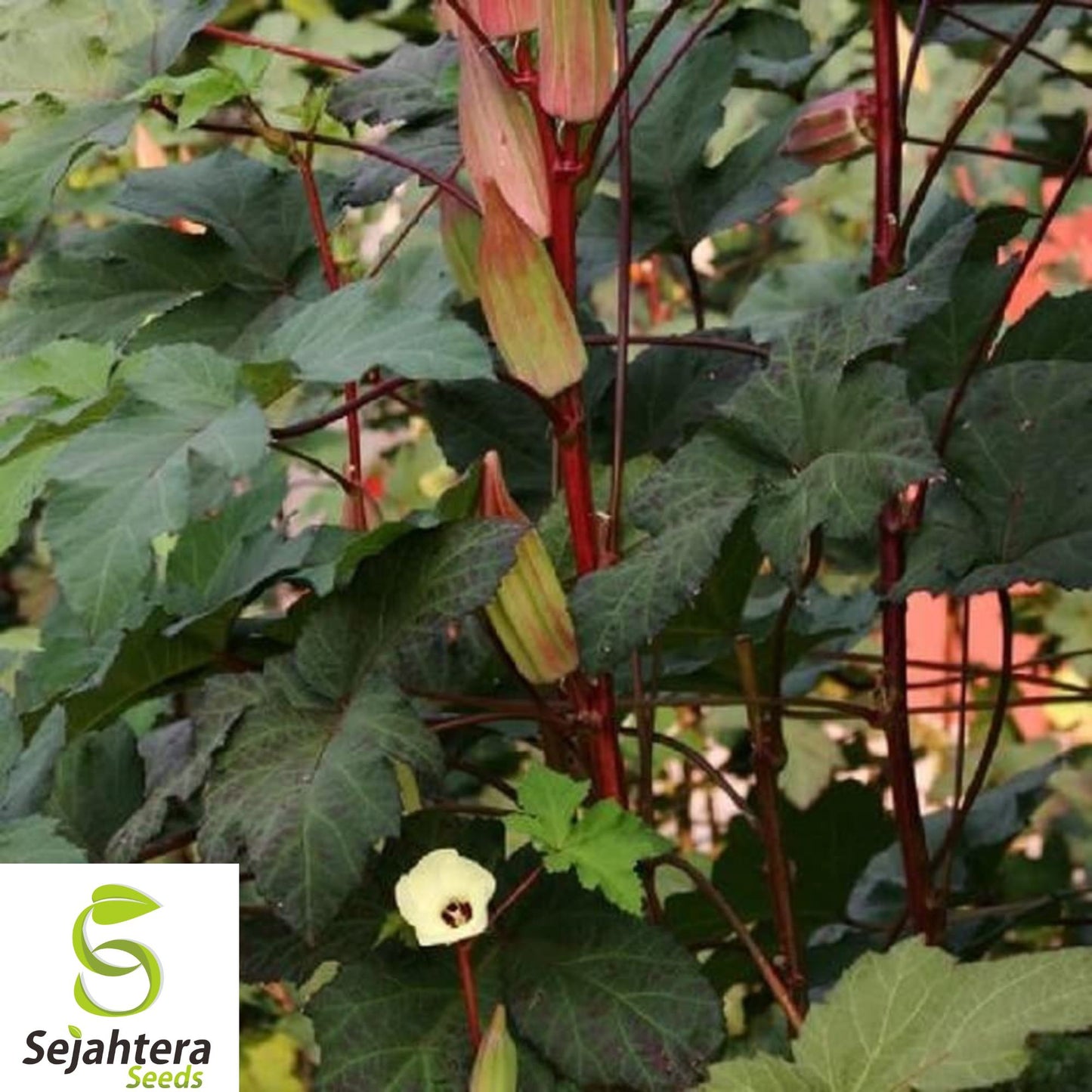 50 Texas Hill Country Red Okra Seeds - Heirloom, Non-GMO, High-Yield & Fresh