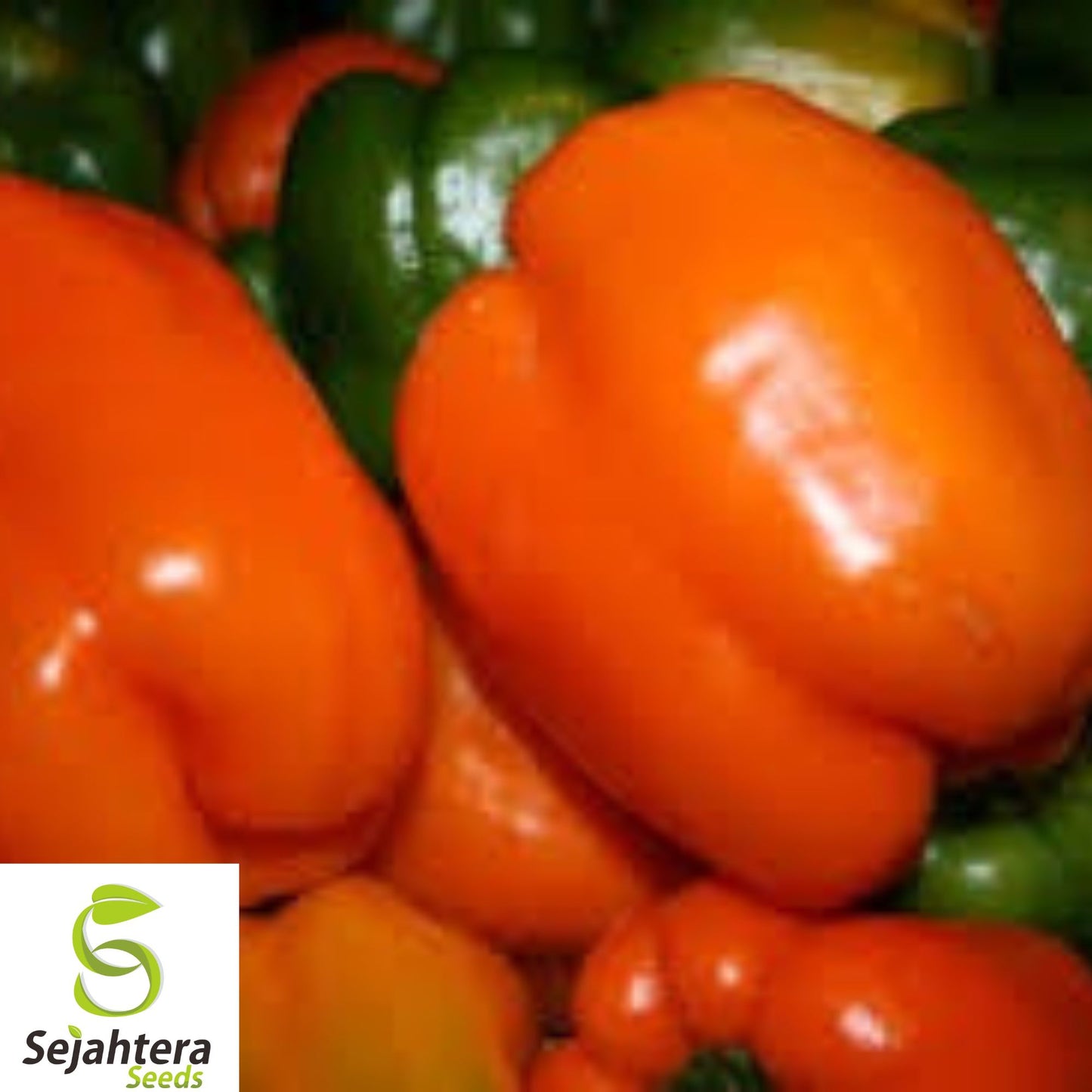 10+ Orange King Bell Pepper Seeds - Heirloom, Organic, Non-GMO, Sweet & Crisp