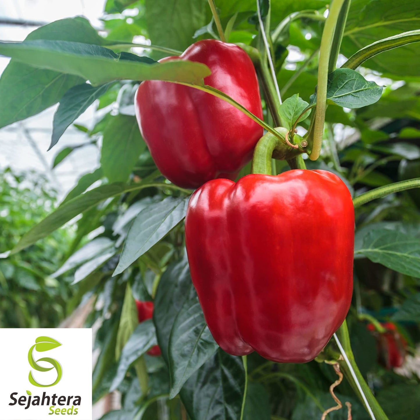 Giant Red Bell Pepper Seeds - 120+ Heirloom, Organic, Non-GMO & Sweet
