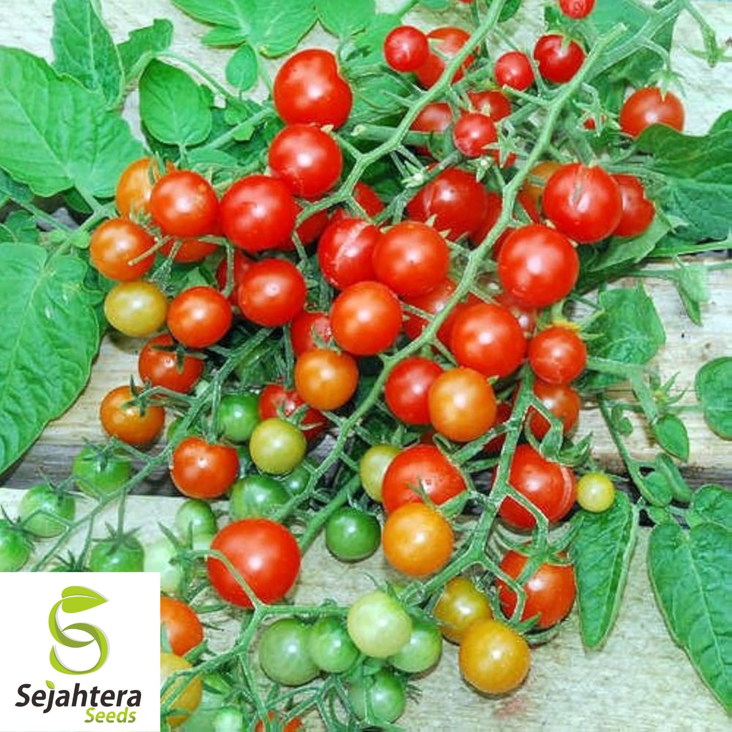 Red Currant Tomato Seeds - 30+ Heirloom, Organic, Non-GMO & Fresh