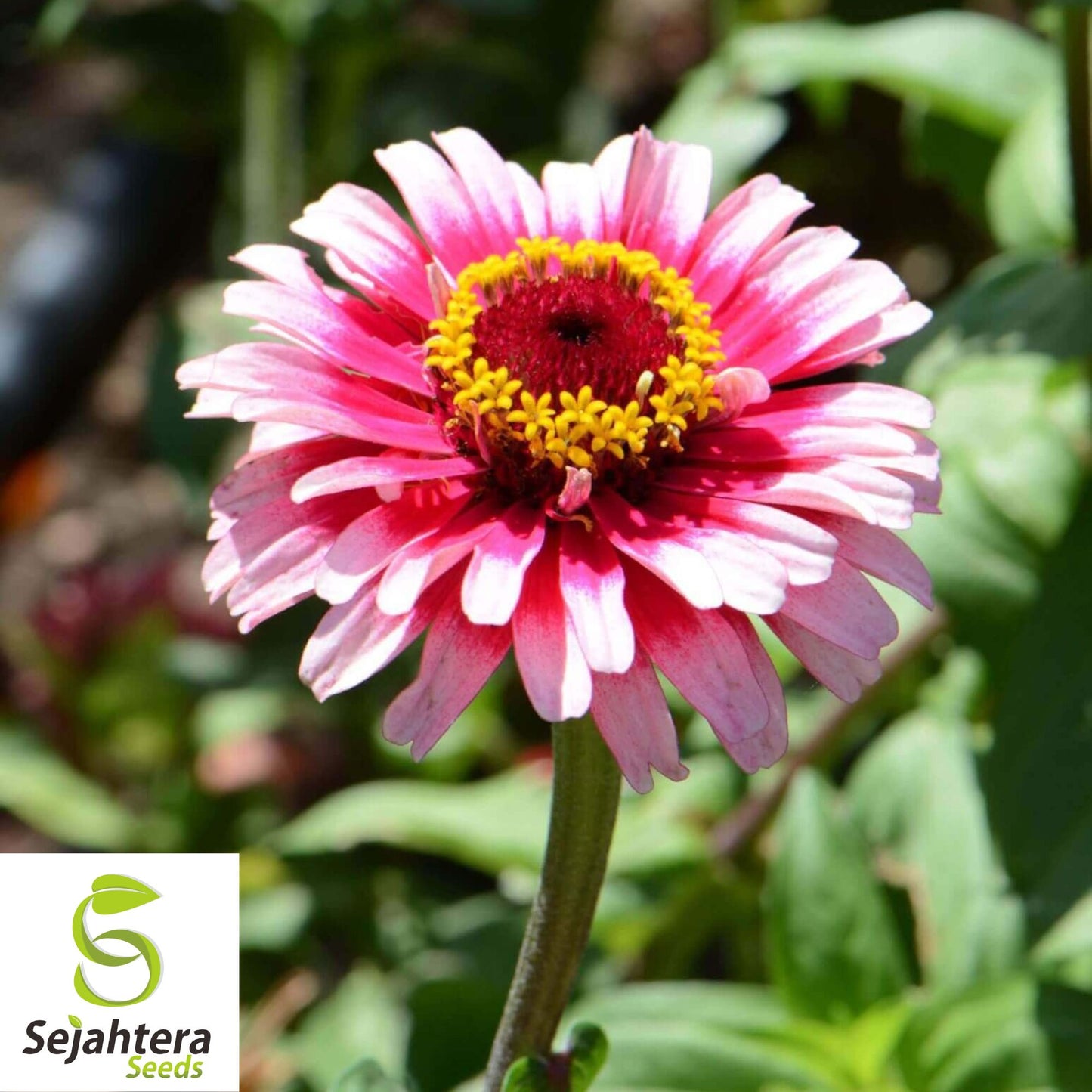 Zinnia elegans Ice Queen Seeds | Bi-Colored Petals | 25+ Seeds