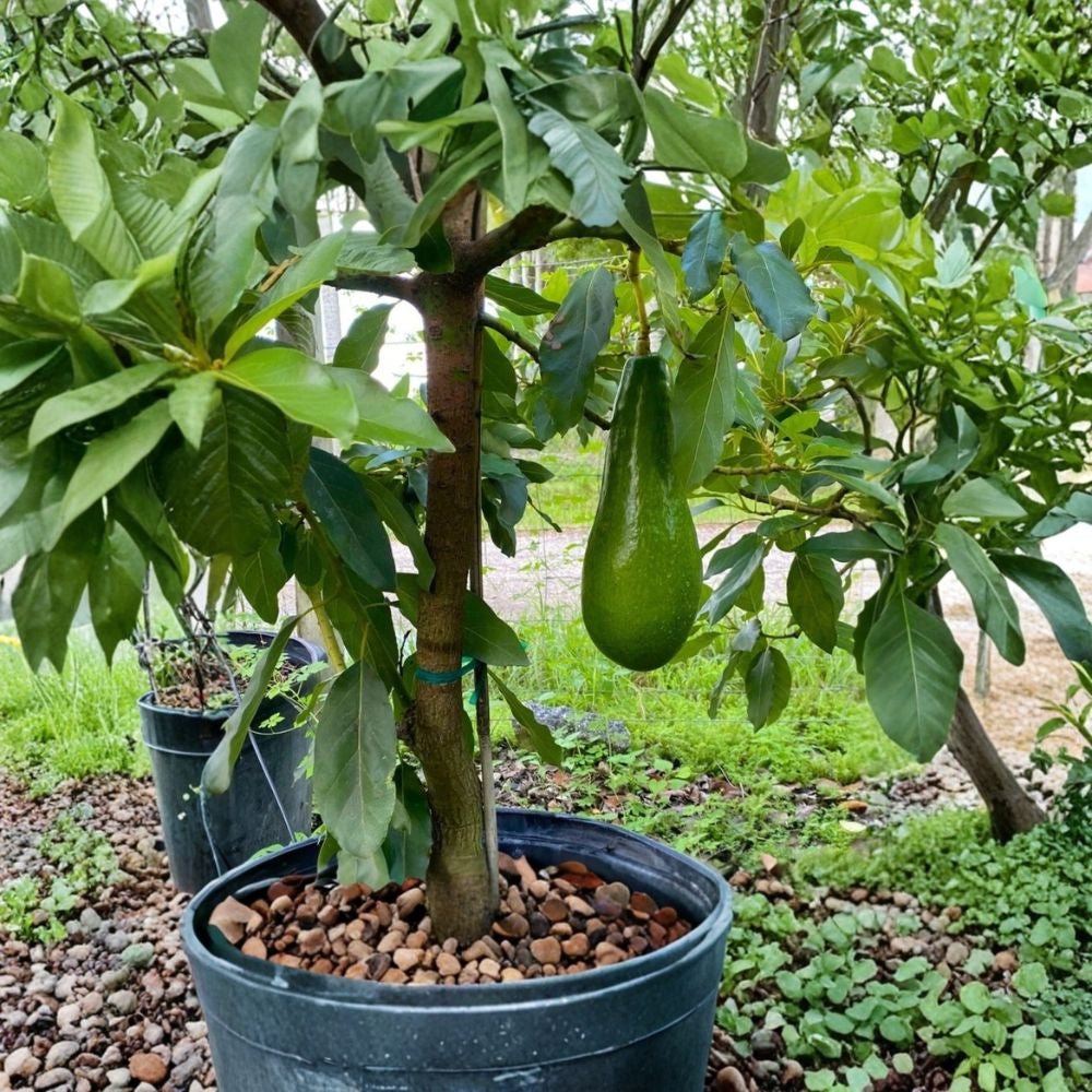 Russell Avocado Tree – Persea americana Live Fruit Tree | 2 Feet Tall | 3 Gallon Pot Well-Rooted • Proven Fruiting Tree