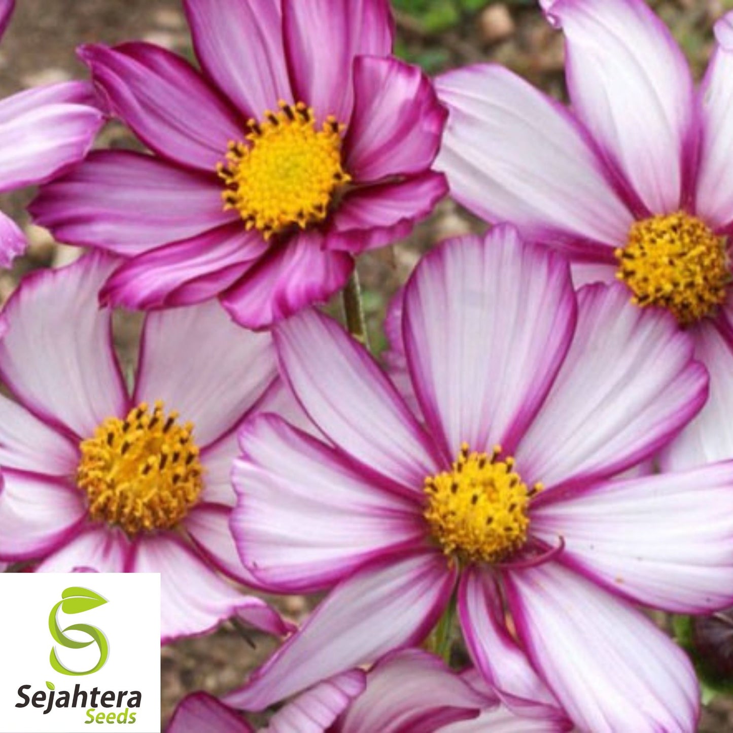 100 Cosmos Candystripe Seeds - Non-GMO, Vibrant Flowers for Gardens & Bouquets