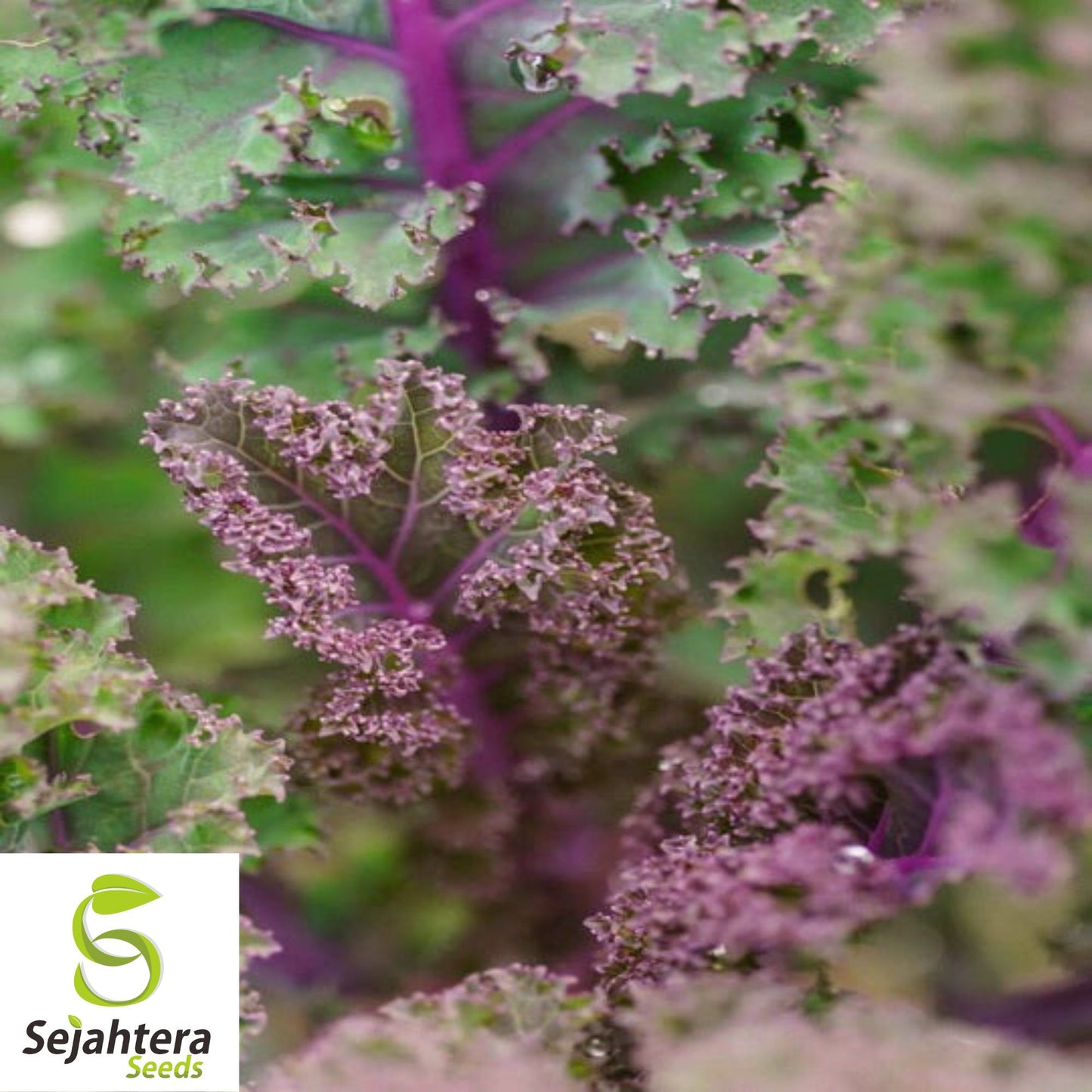 500 Red Russian Kale Seeds - Non-GMO, Tender & Nutritious Heirloom Variety