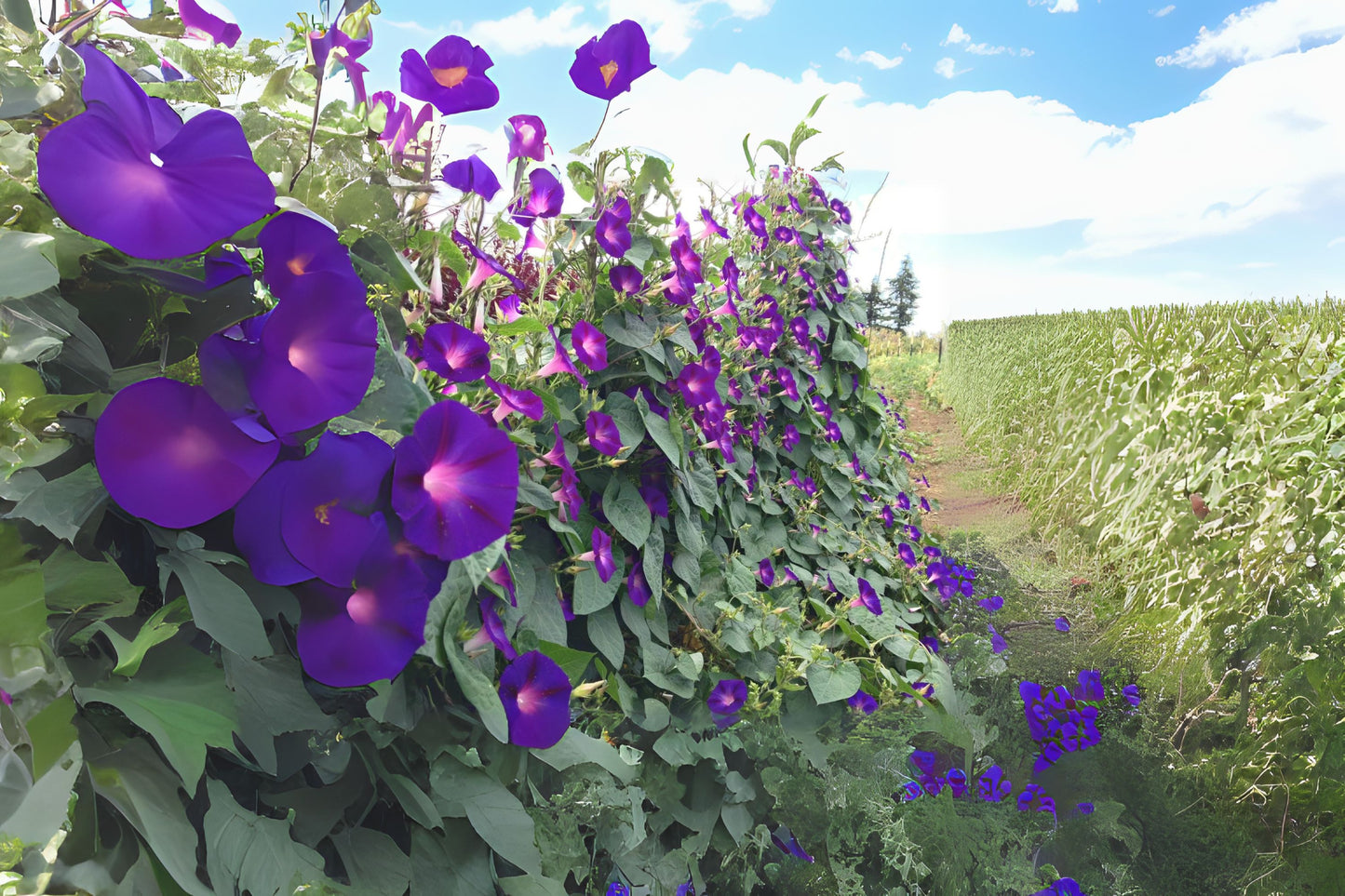 Grandpa Otts Morning Glory (Ipomoea purpurea 'Grandpa Otts')