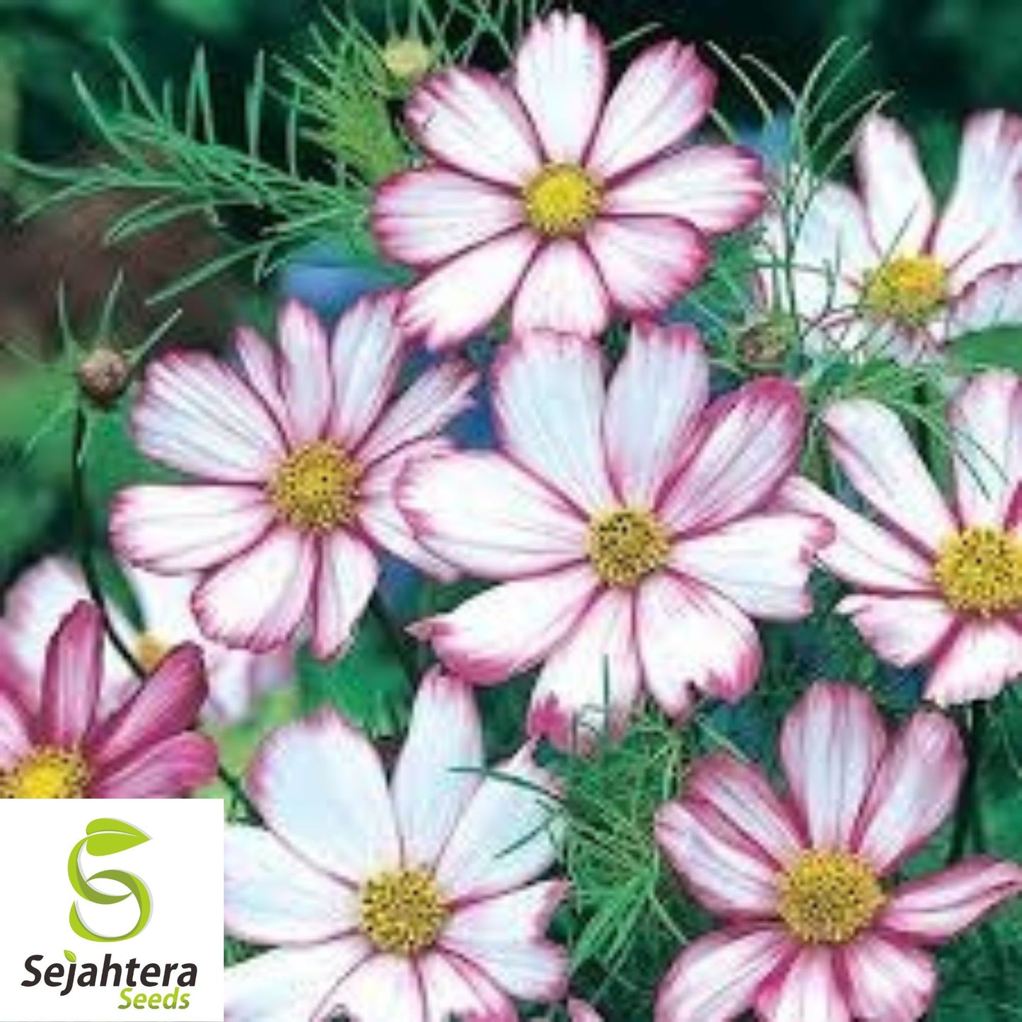 100 Cosmos Candystripe Seeds - Non-GMO, Vibrant Flowers for Gardens & Bouquets