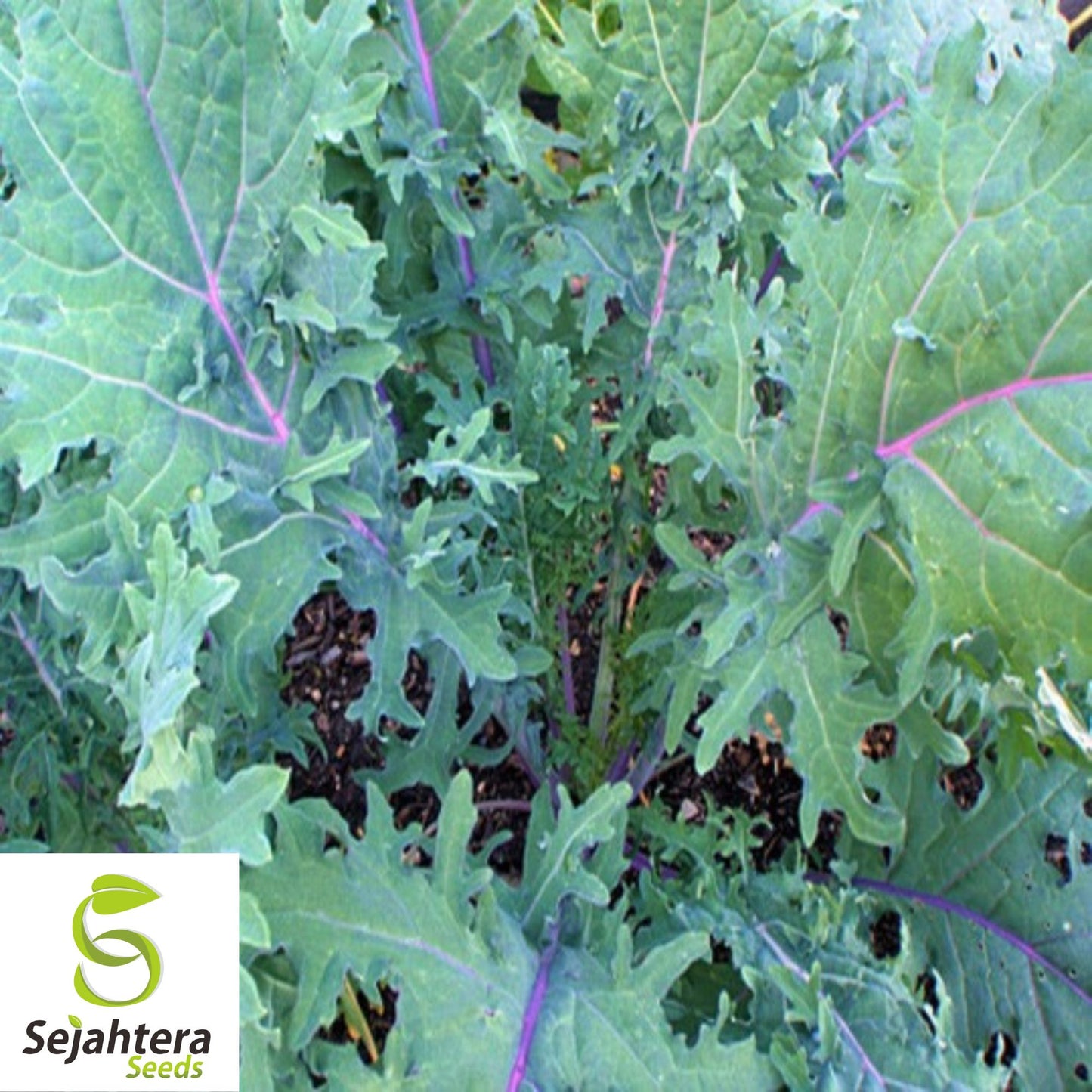500 Red Russian Kale Seeds - Non-GMO, Tender & Nutritious Heirloom Variety