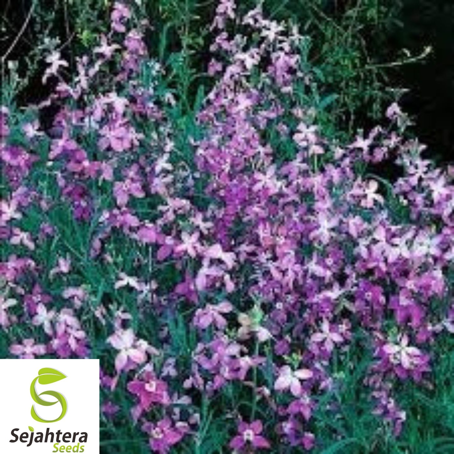 3,000+ Evening Scented Stock Seeds - Matthiola, Fragrant, Lilac-Pink Mix, Bulk