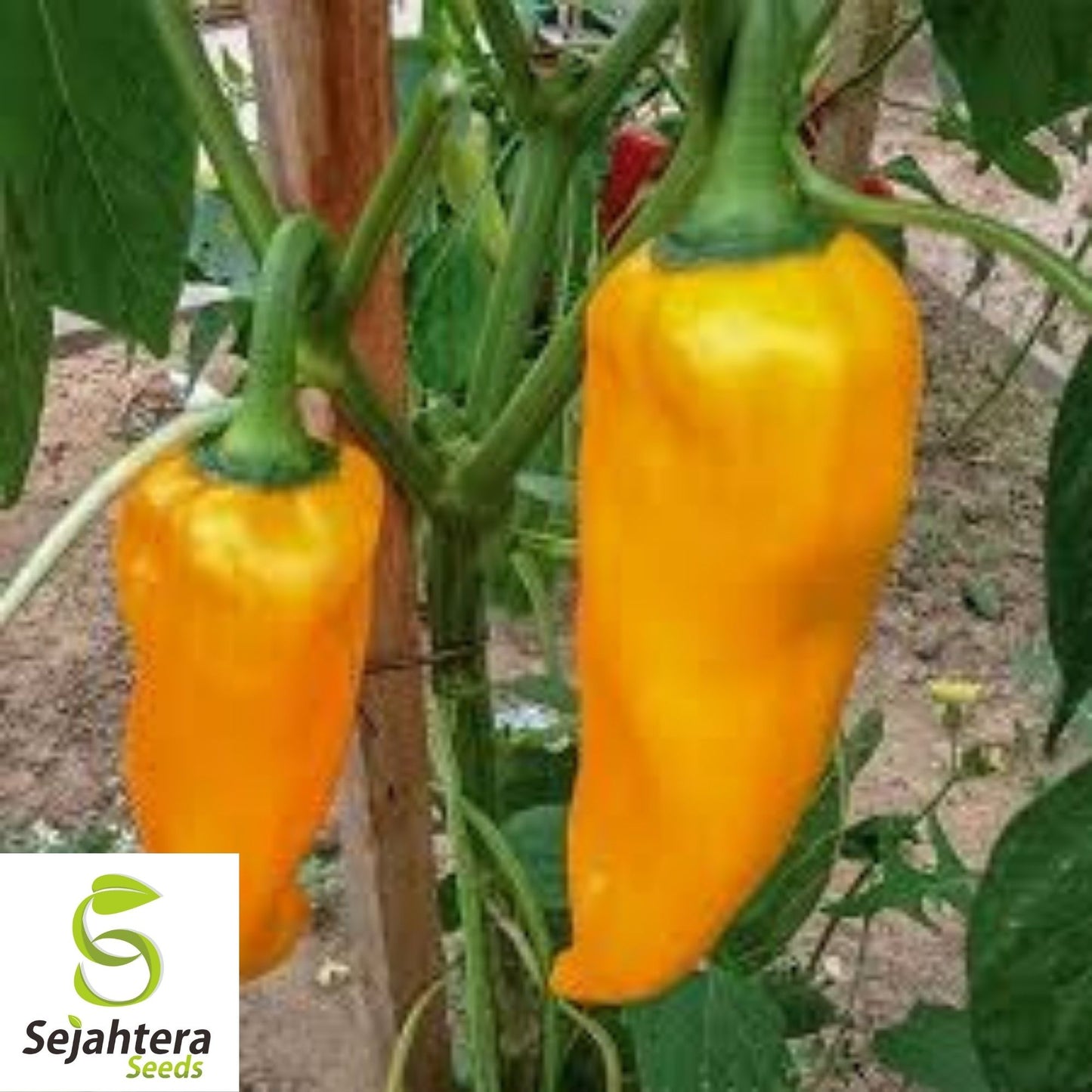 Corno di Toro Giallo Pepper Seeds 30+ | Yellow Italian Sweet Pepper USA