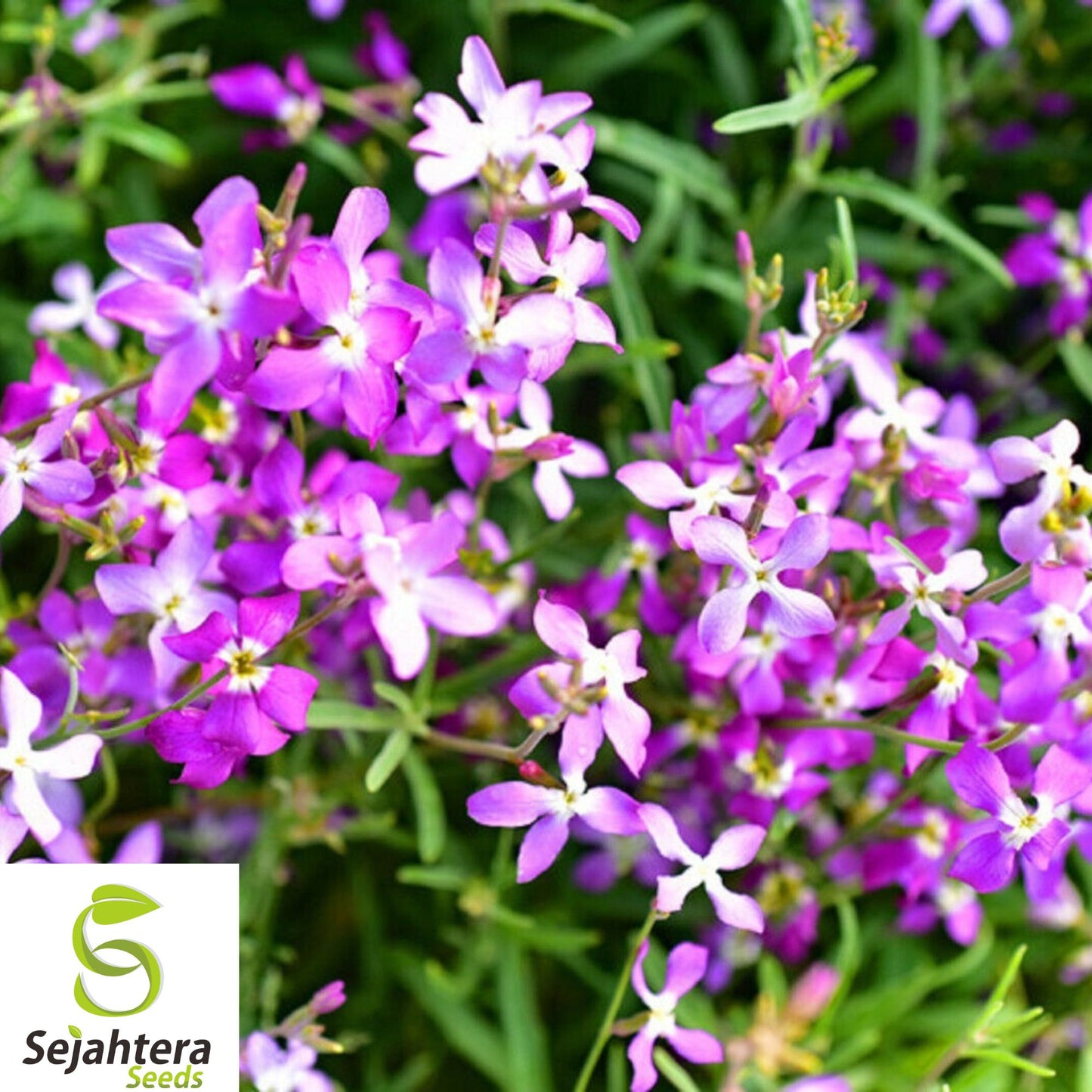 3,000+ Evening Scented Stock Seeds - Matthiola, Fragrant, Lilac-Pink Mix, Bulk