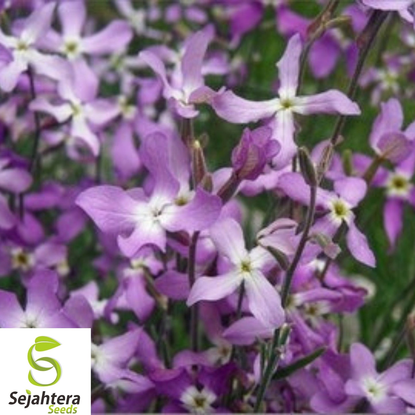 3,000+ Evening Scented Stock Seeds - Matthiola, Fragrant, Lilac-Pink Mix, Bulk