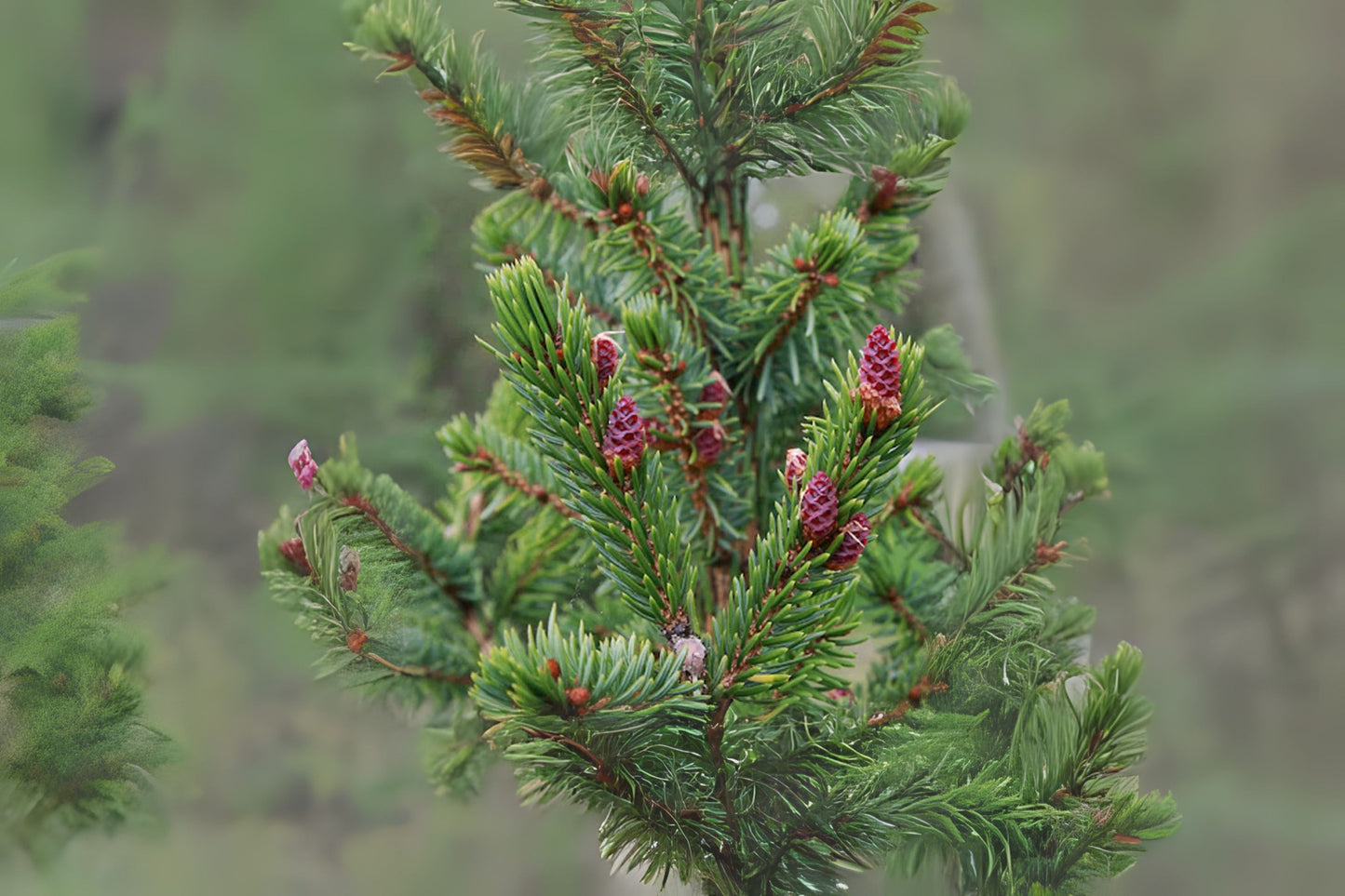 Serbian Spruce (Picea omorika)