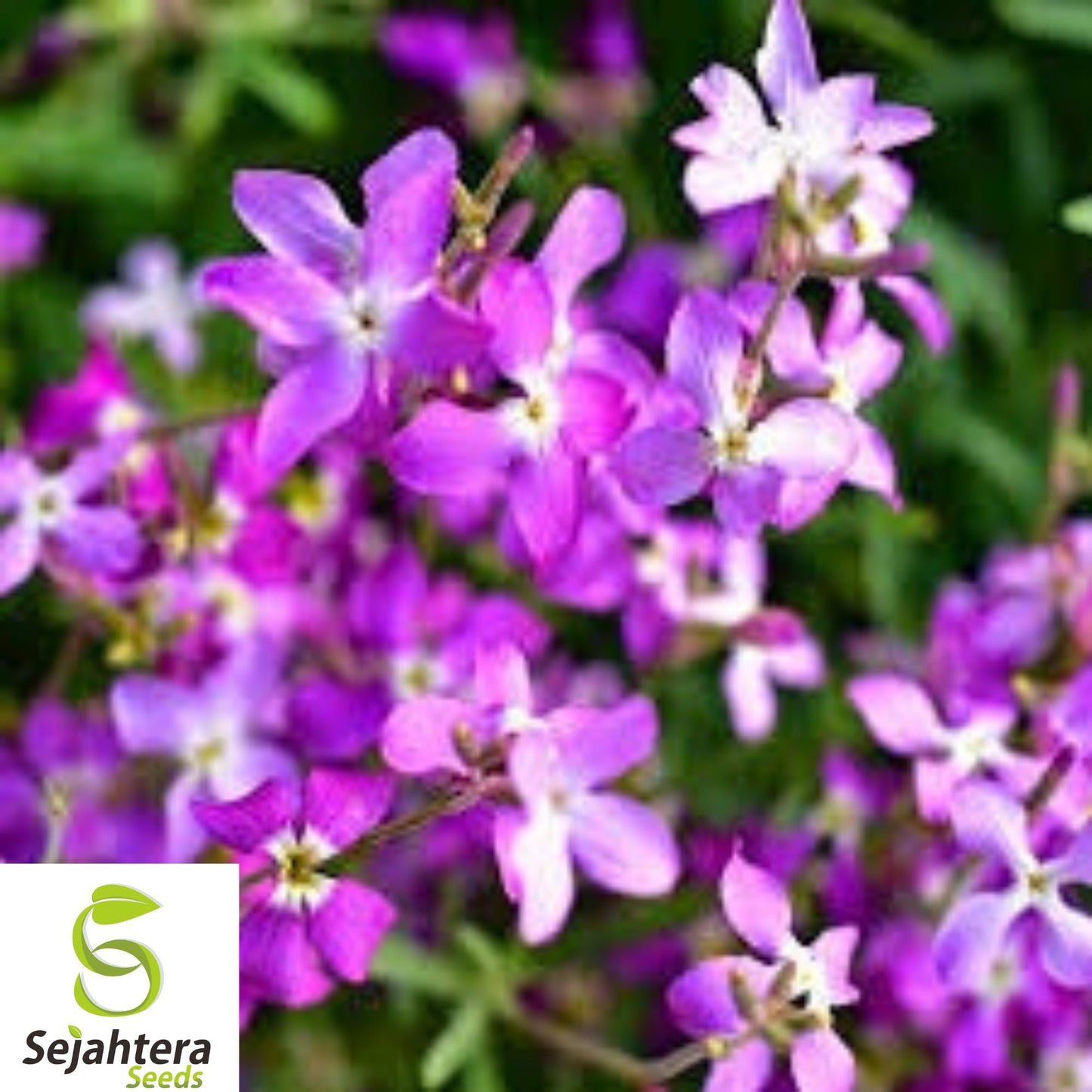 3,000+ Evening Scented Stock Seeds - Matthiola, Fragrant, Lilac-Pink Mix, Bulk