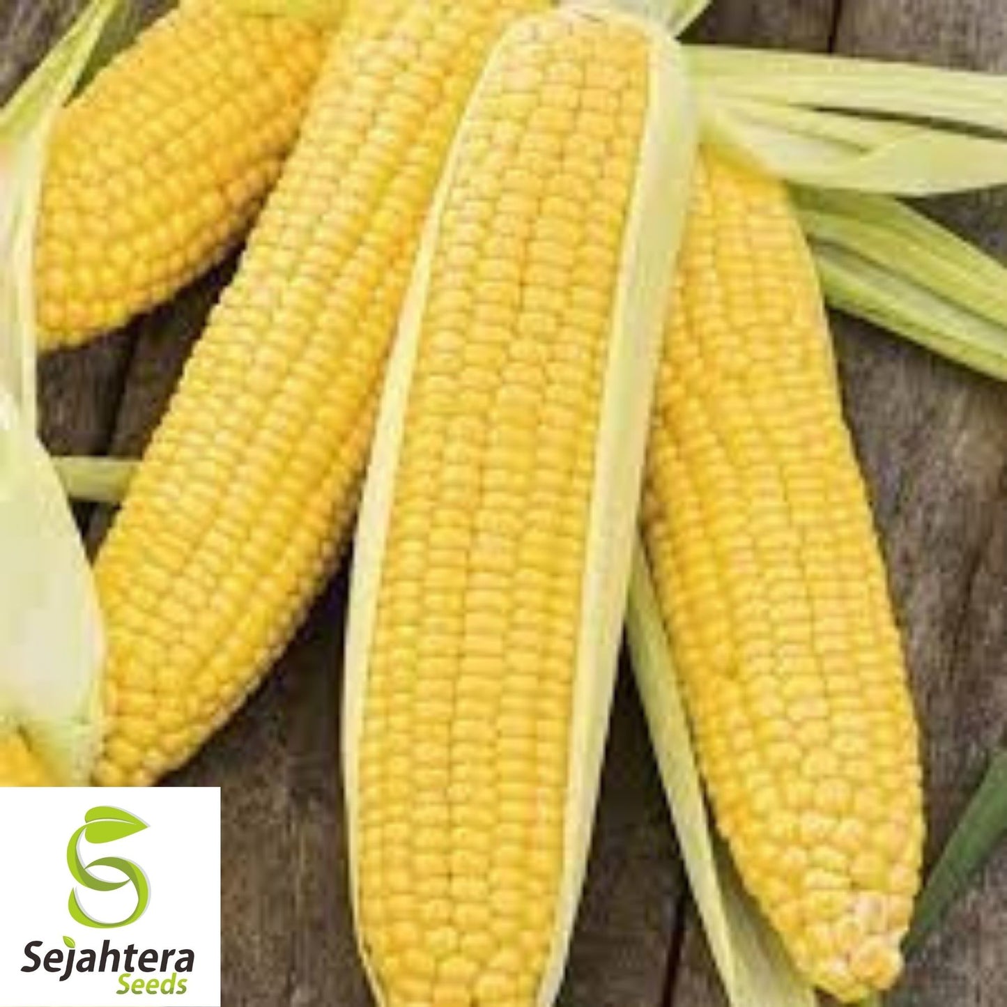 Peaches and Cream Corn Seeds 25 Ct | Sweet Vegetable Garden NON-GMO USA