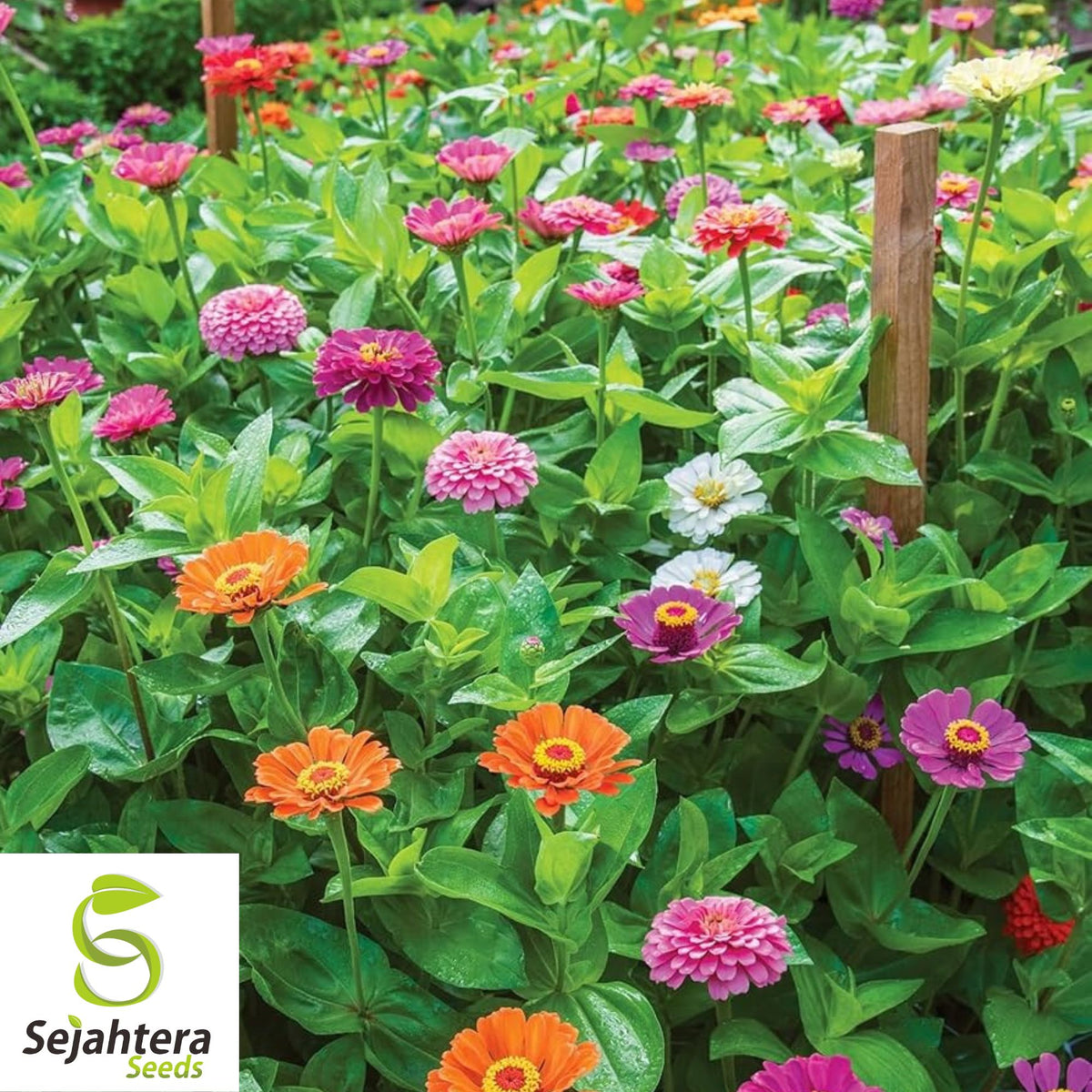 Princess Mix Seeds 800+ {35+ Variety} Multi-Color, Easy to Grow for Young Gardeners