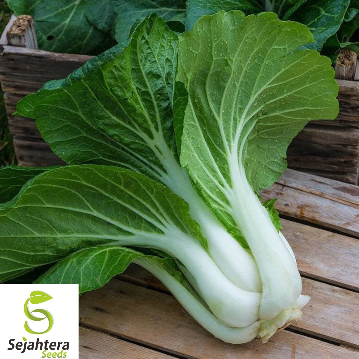 1000+ Pak Choi Dwarf White Stem Seeds - Heirloom, Organic, Non-GMO, Fast-Growing