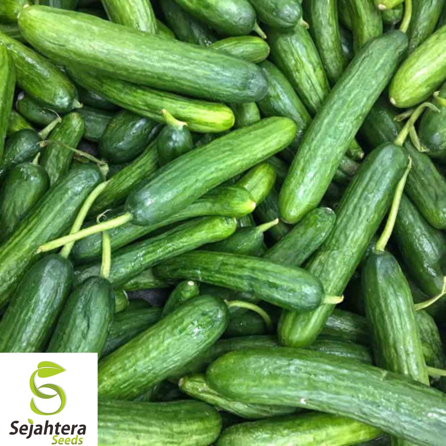 Beit Alpha Cucumber Seeds - 25+ Heirloom, Organic, Non-GMO, Sweet & Crisp