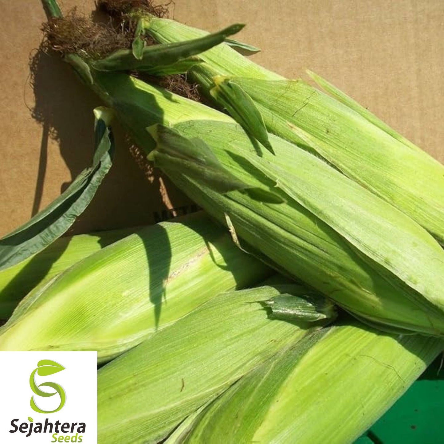 120+ Truckers Favorite White Corn Seeds - Heirloom, Organic, Non-GMO, Sweet & Tender