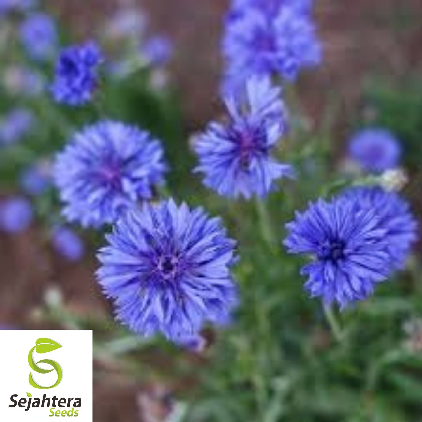 Dwarf Jubilee Gem Seeds {Centaurea cyanus} 300+ Seeds