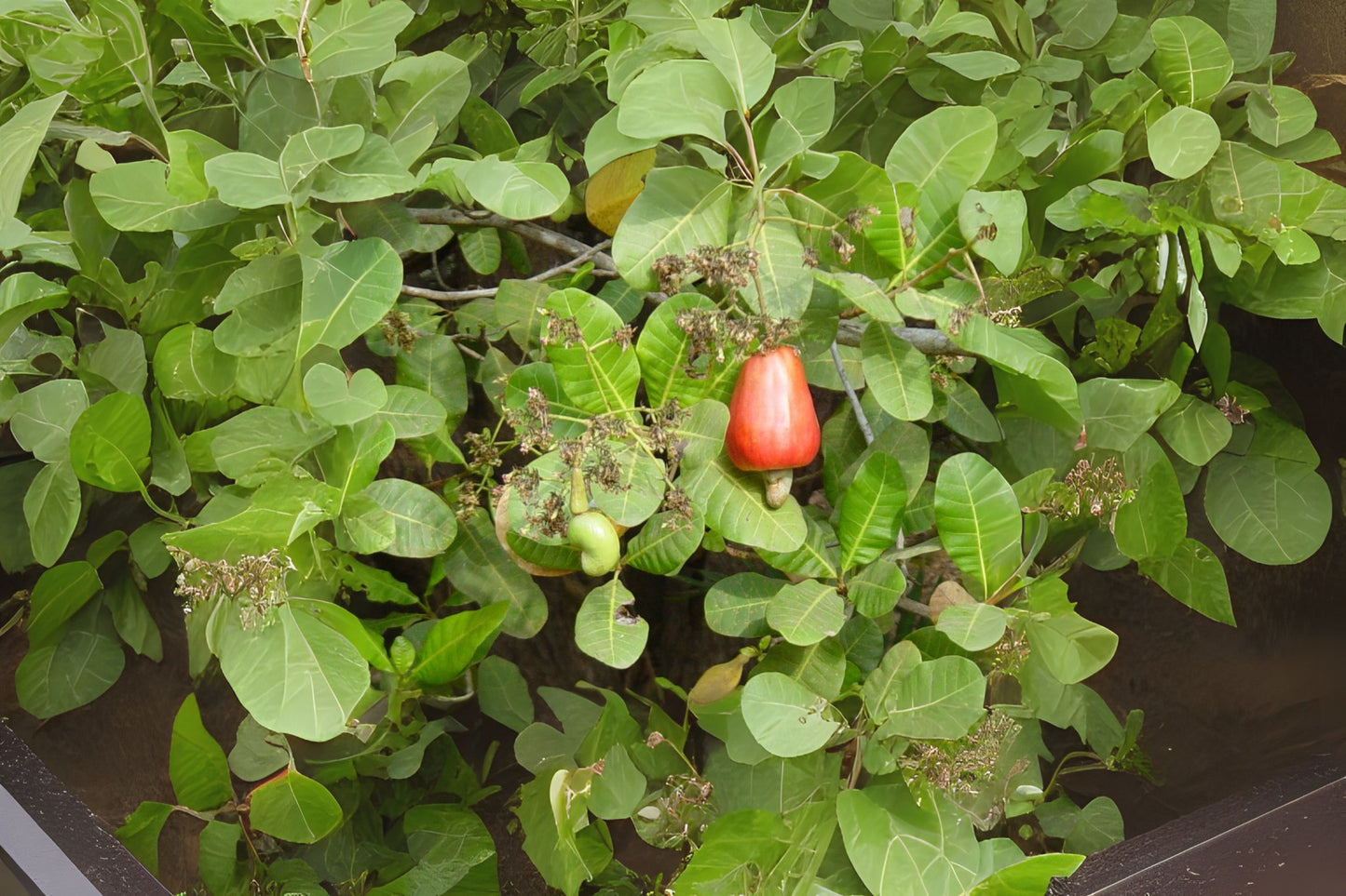 Cashew (Anacardium occidentale)