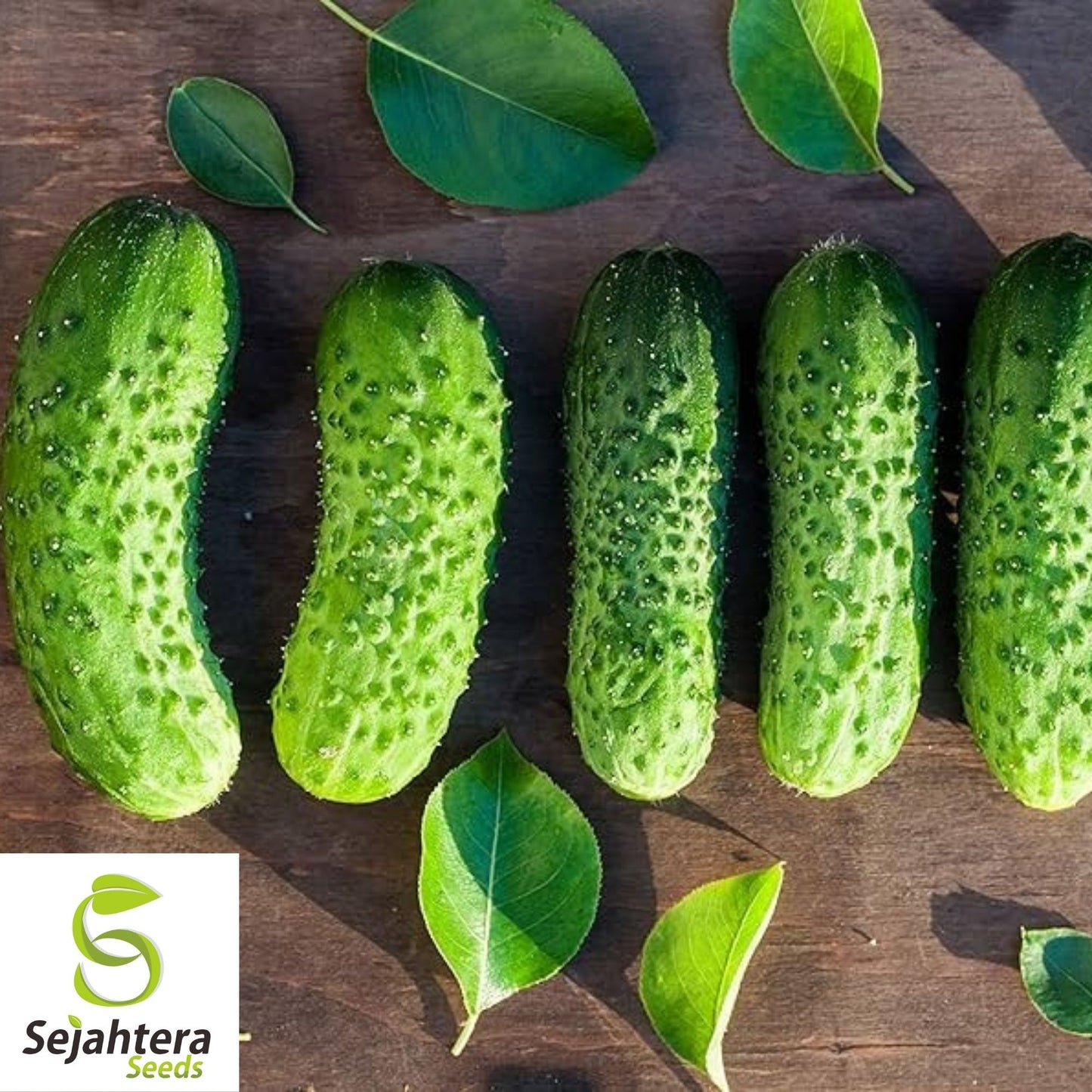 Boston Pickling Cucumber Seeds 60+ | Vegetable NON-GMO USA