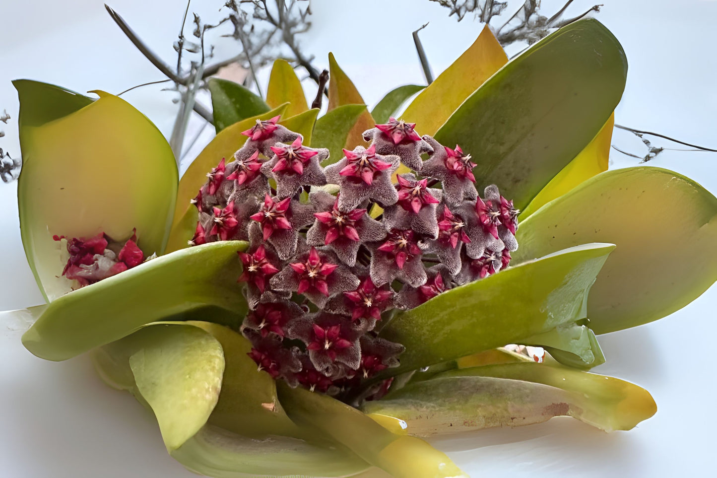 Hoya Pubicalyx Splash Plant 6in Pot - Purple Flowering Wax Plant - Indoor Hanging Basket - Tropical Houseplant