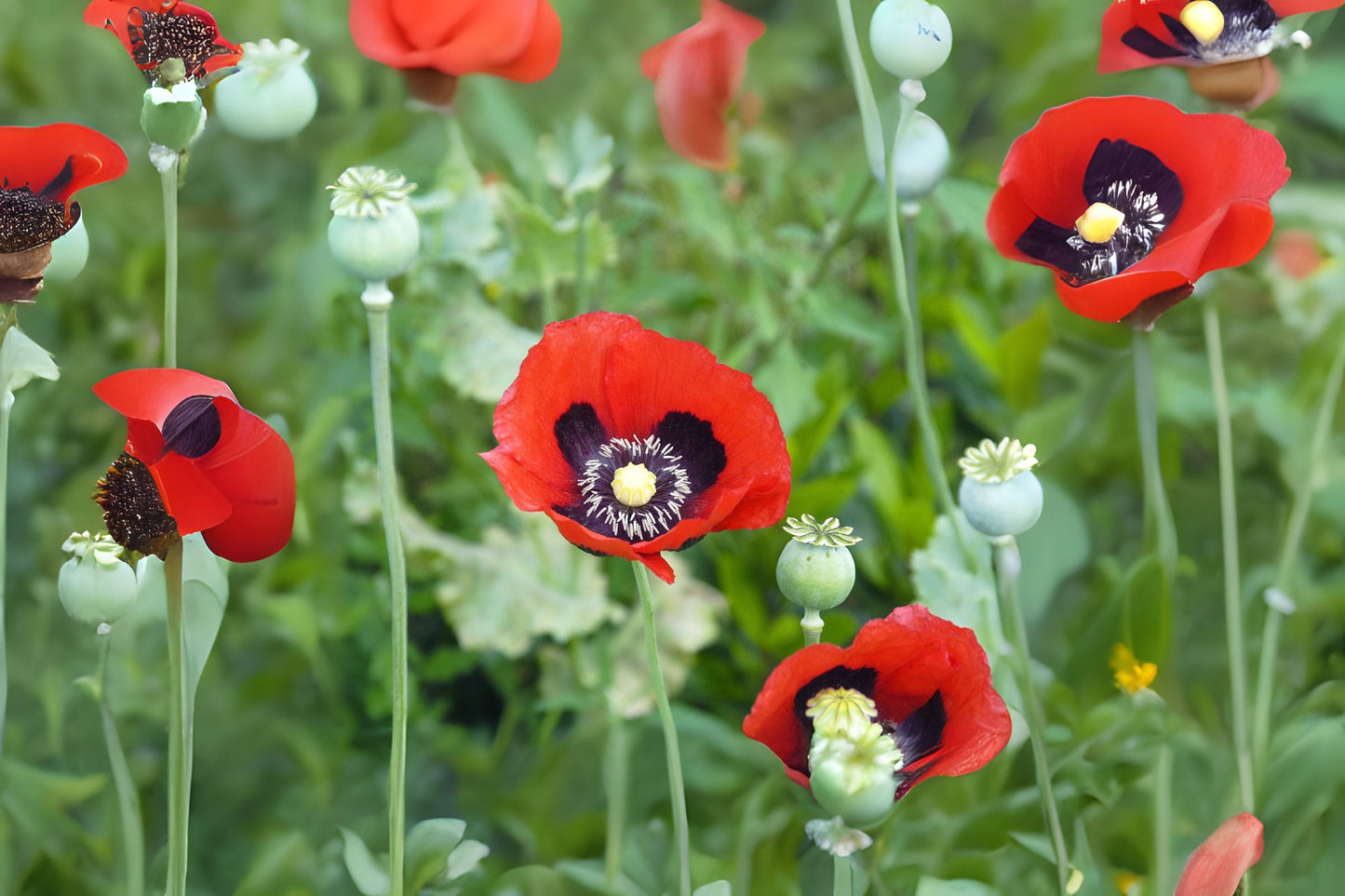 Opium Poppy (Papaver somniferum)