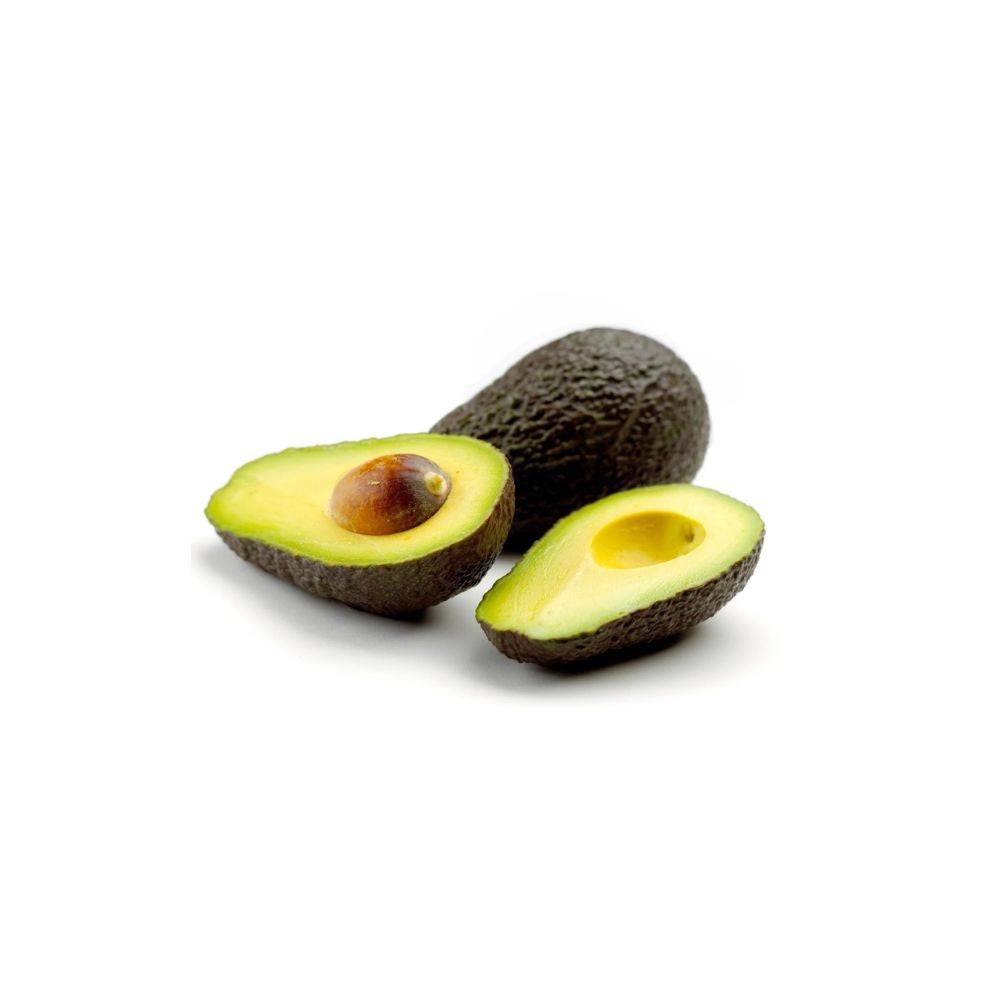 Avocado Tree – Persea americana Live Avocado Plant | 20 Inches Tall Trimmed • Ready to Plant • No Pot Included